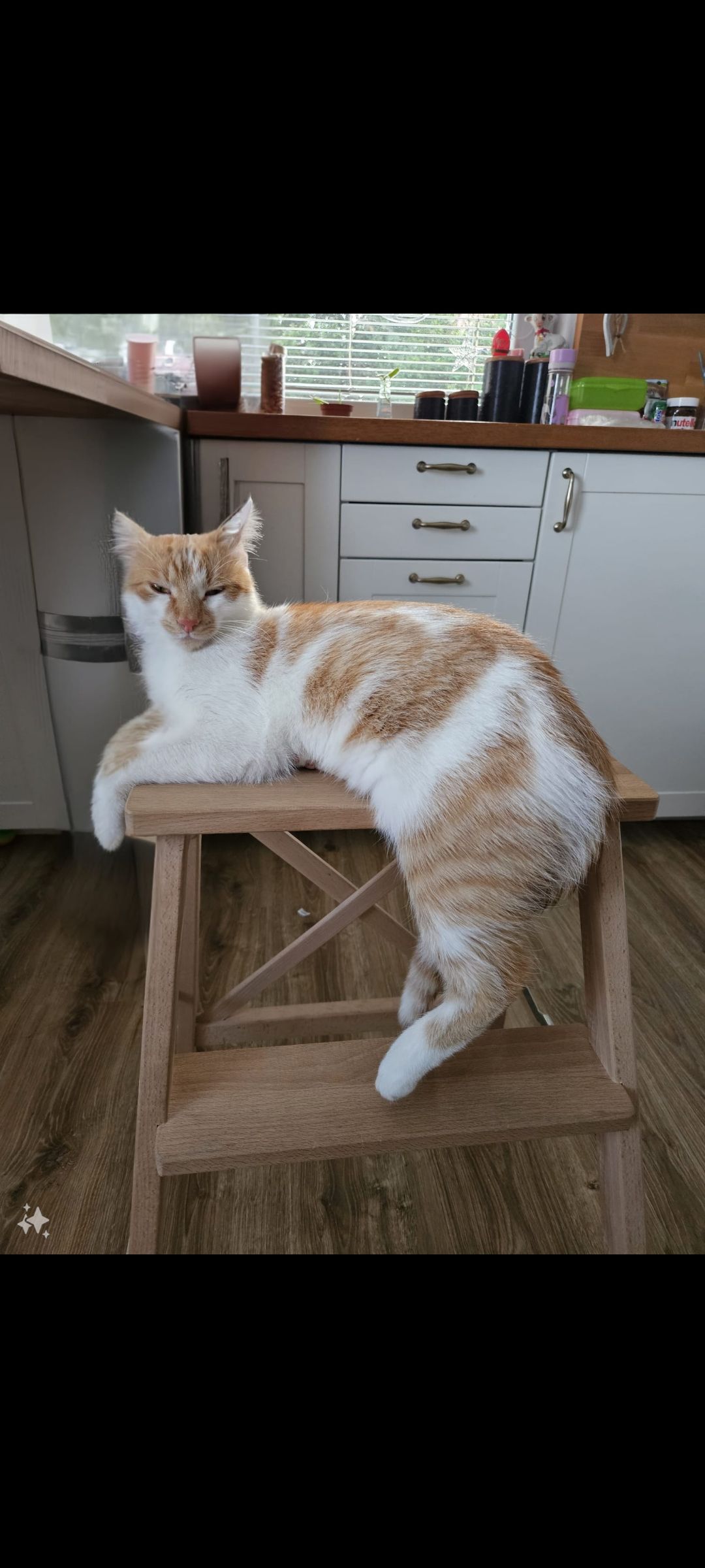 Cica, Cili - Mons. Bartosiewicza, Nitrianske Hrnčiarovce