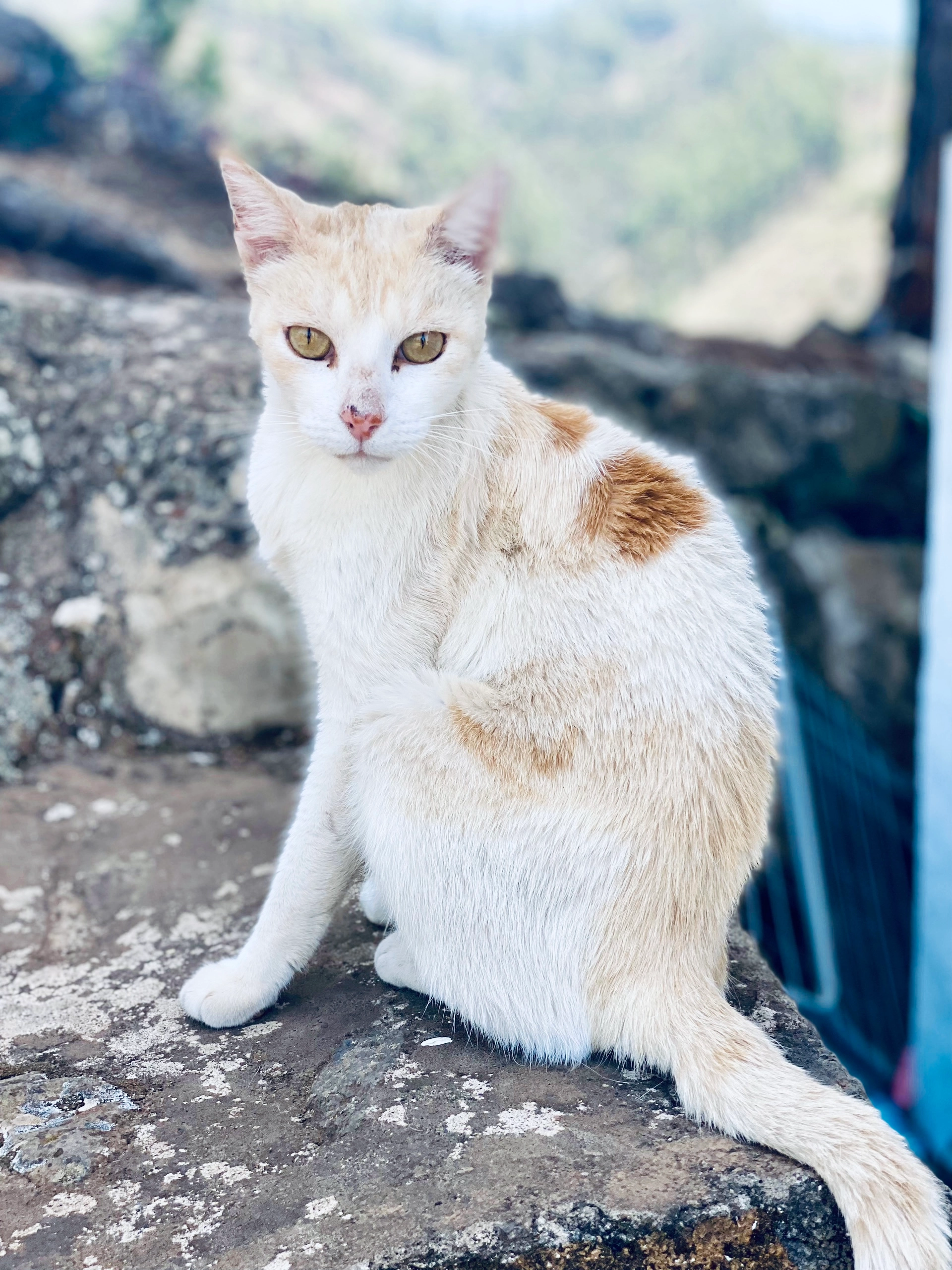 Amber - Iltisweg, Oldenburg