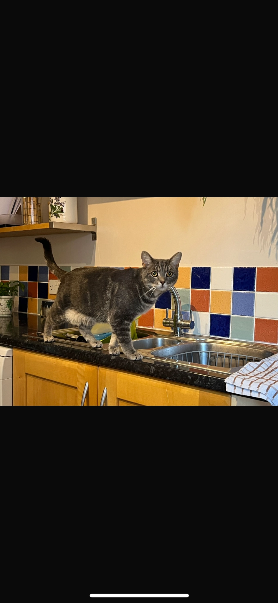 Rocky - Clover Lane, Northampton