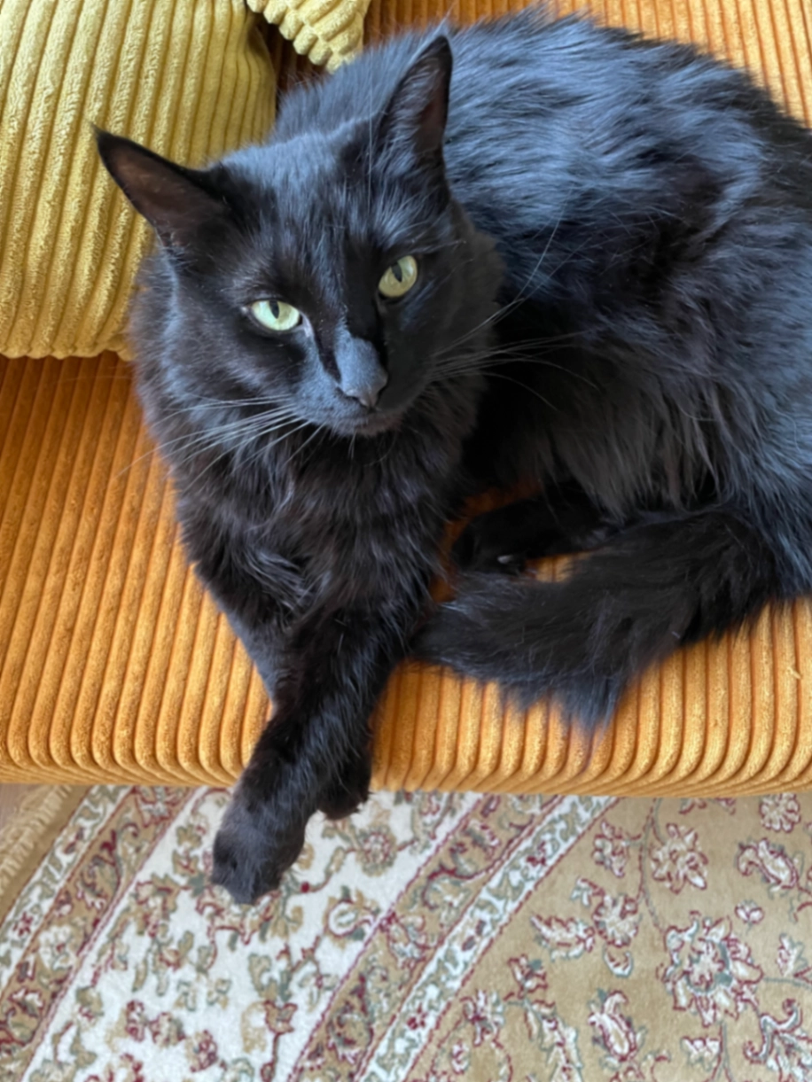 Kitty - Ved Diget, Kastrup