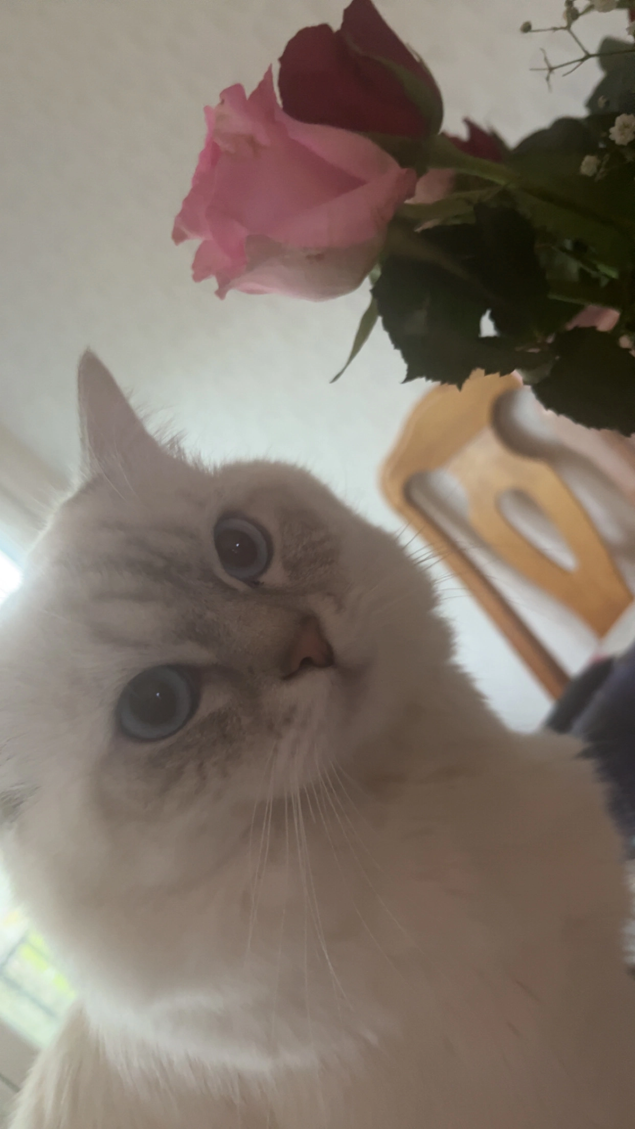 Kenzo - Folketshusvägen, Nödinge-Nol