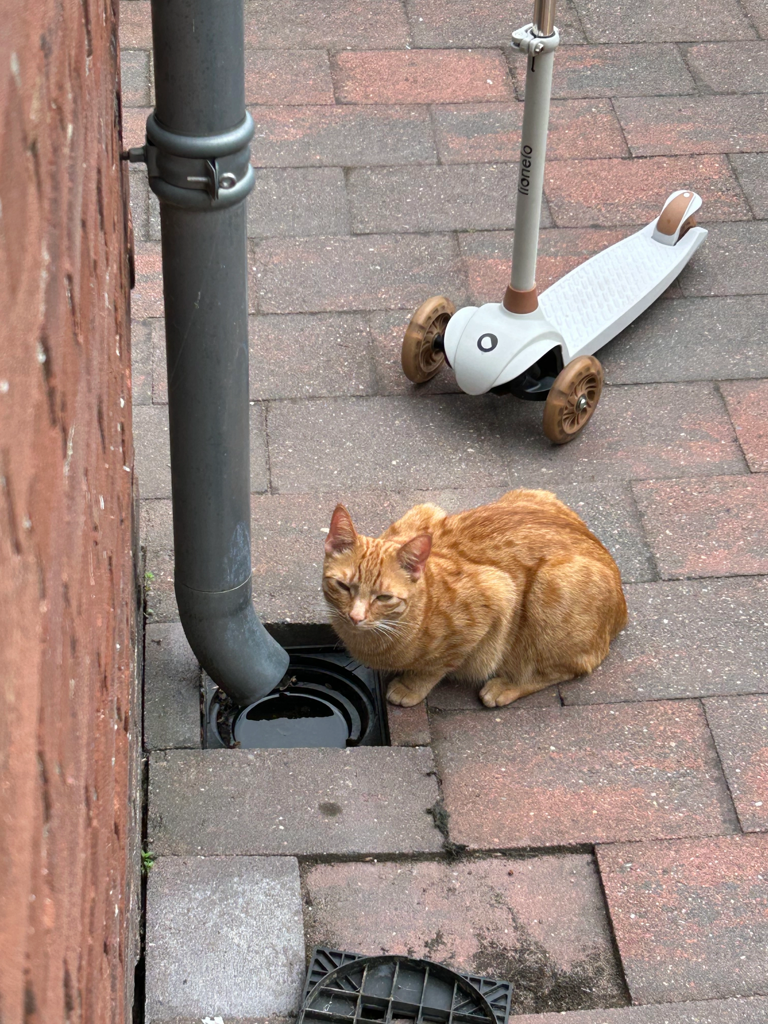 Guus - Leeuwerik, Bunschoten-Spakenburg