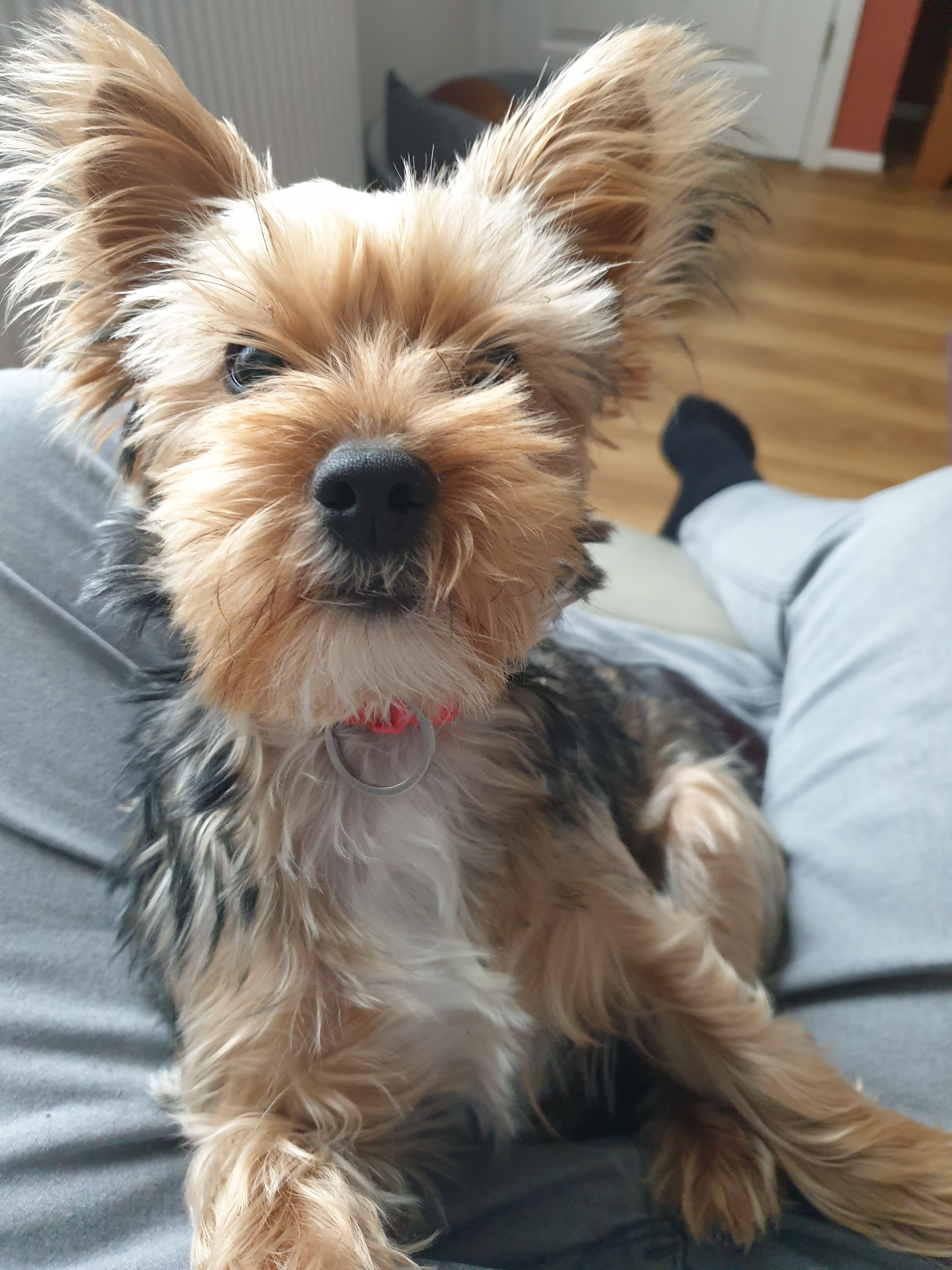 Tilly - Moorlands Drive, Solihull