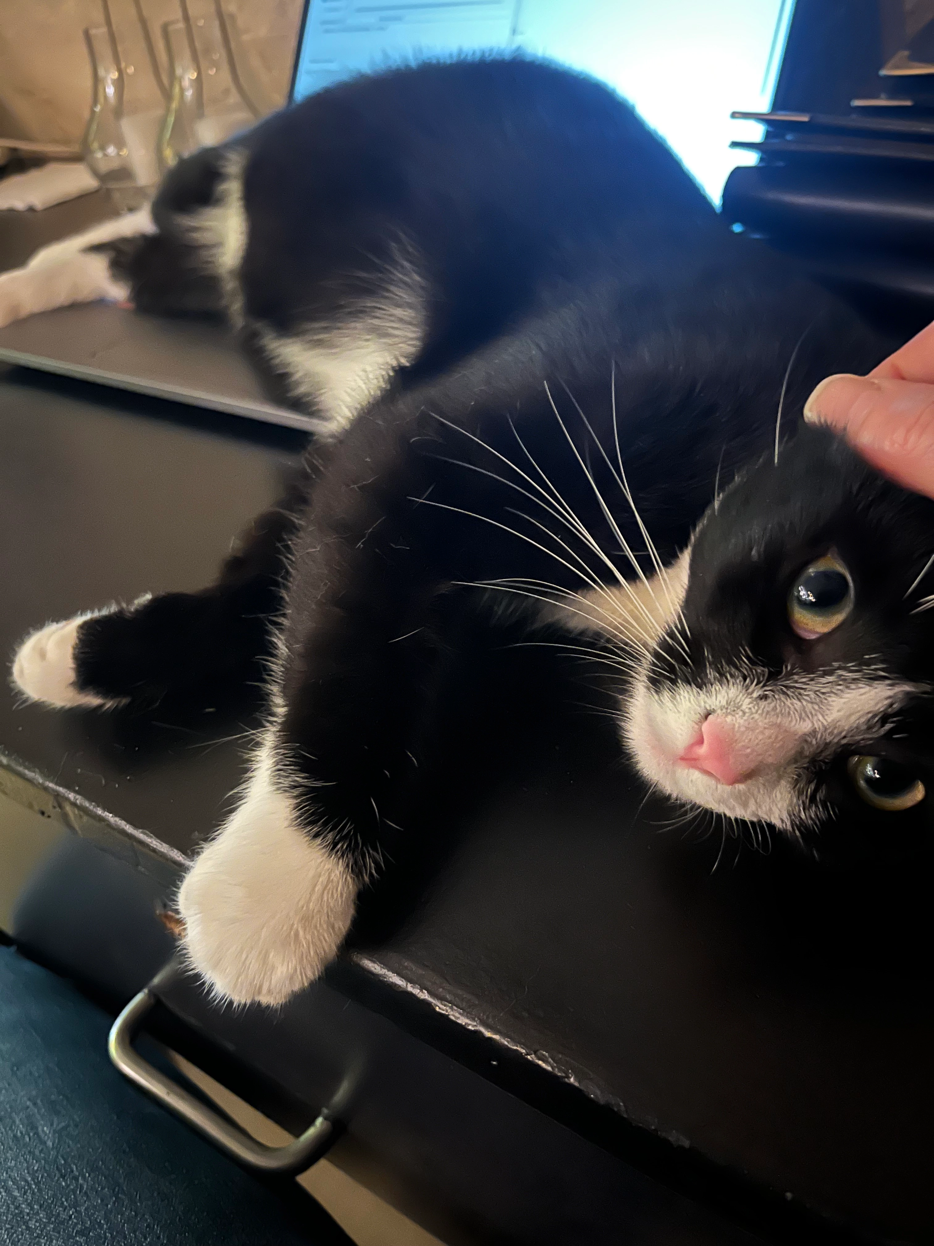 Momo en appa - Oudegracht aan de Werf, Utrecht