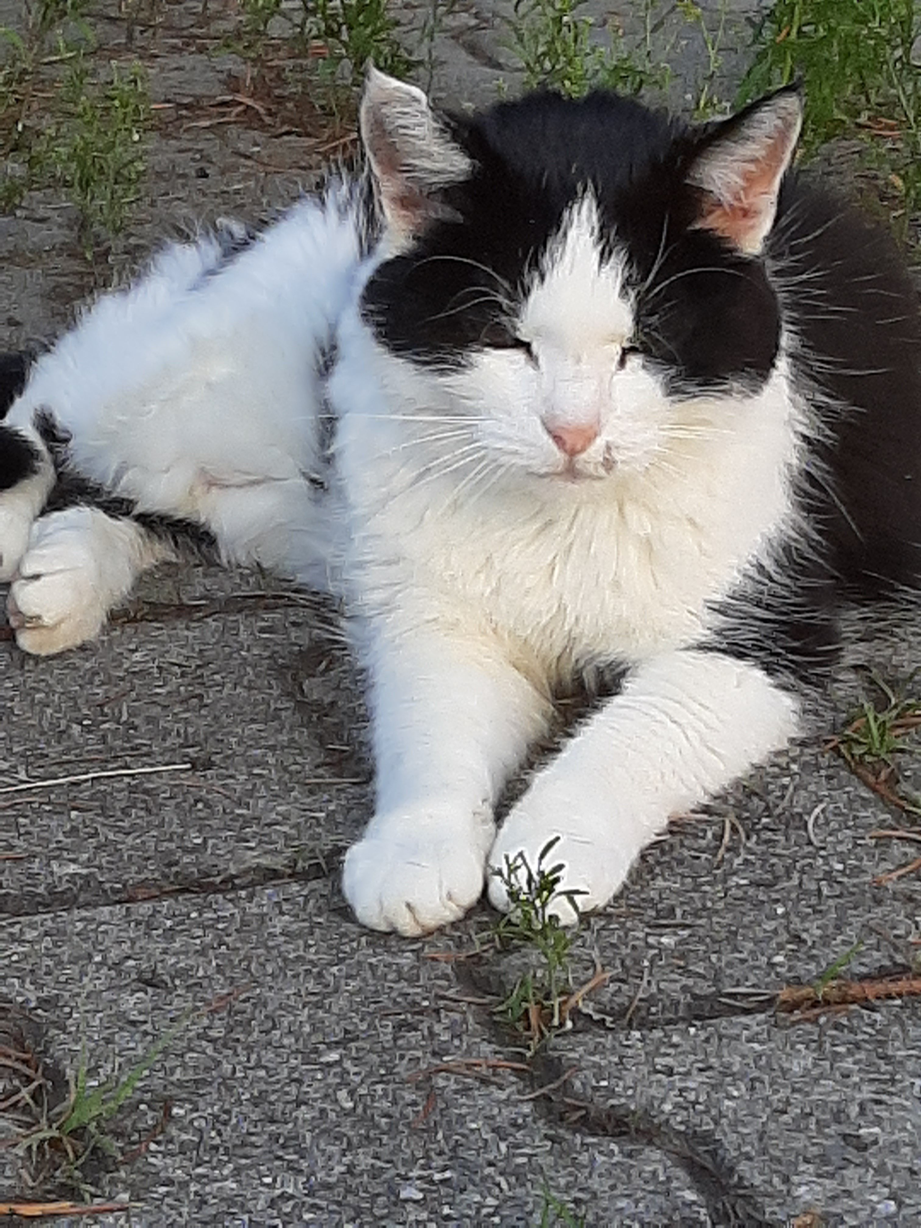 Mimmi - József Attila Utca, Segesd