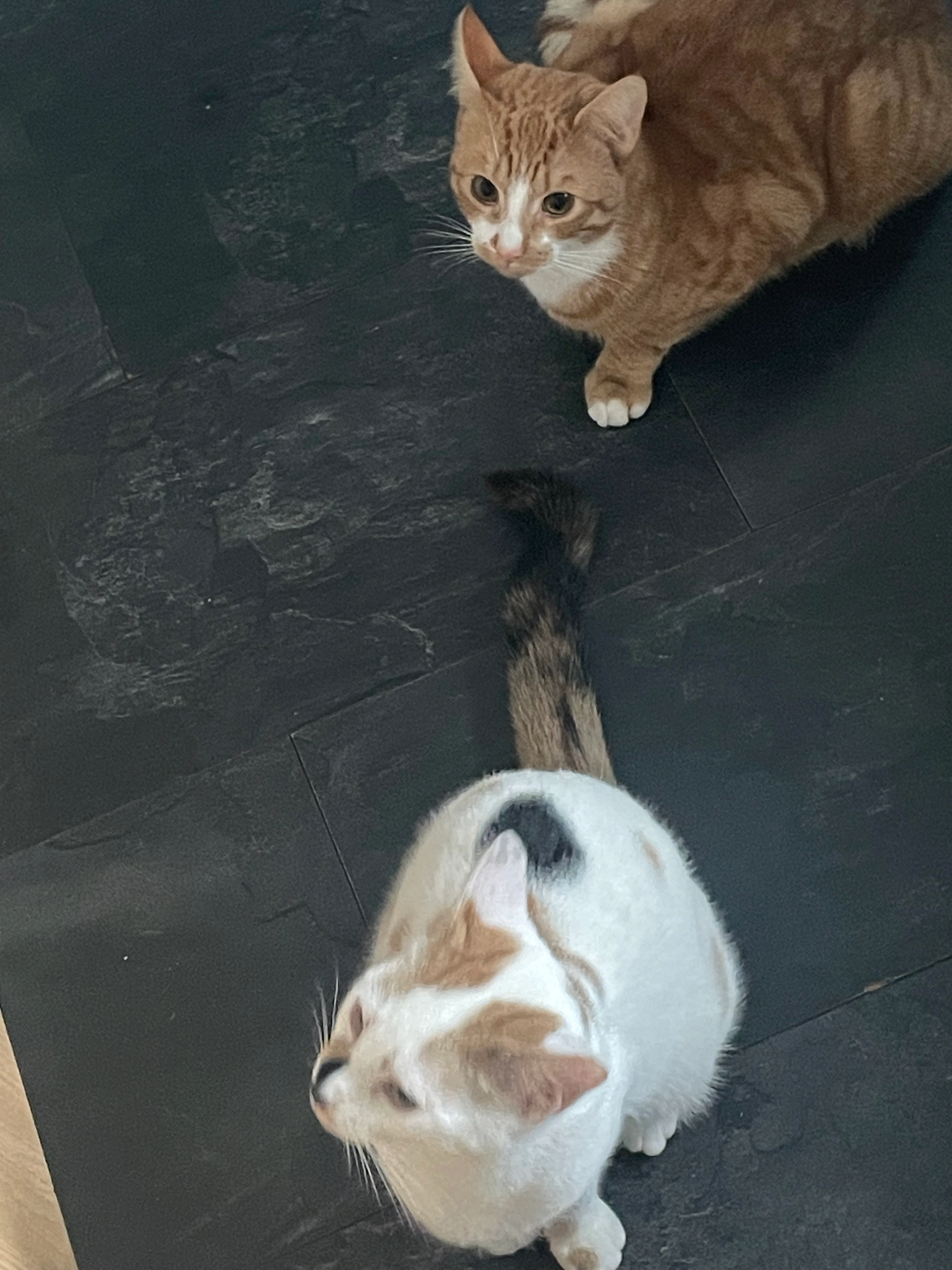 Tigger - Singer Close, Paignton