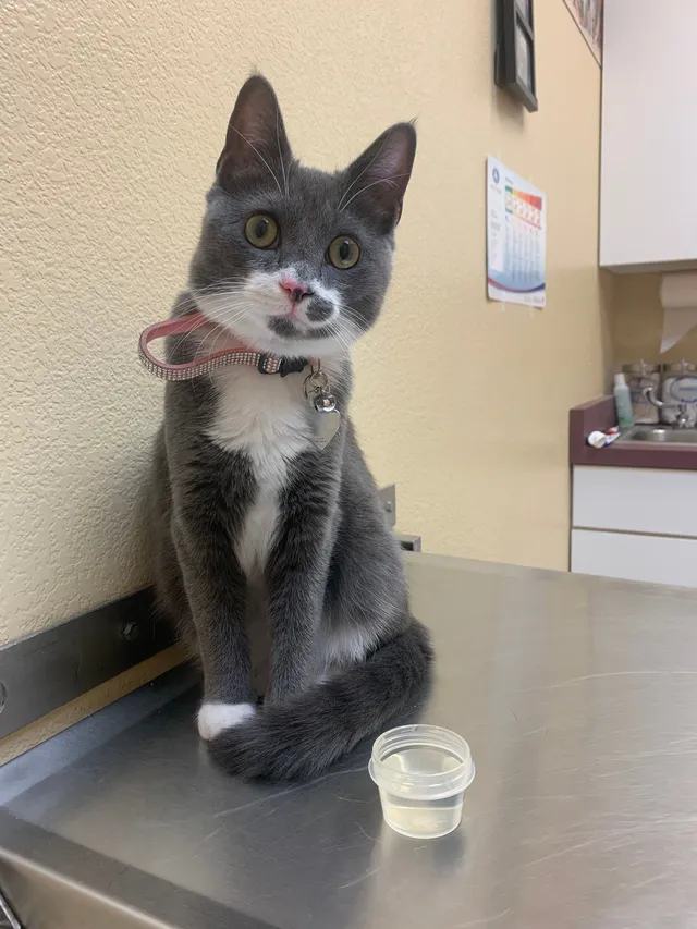 Luna - 4101 Meadowlark Ln SE, Rio Rancho