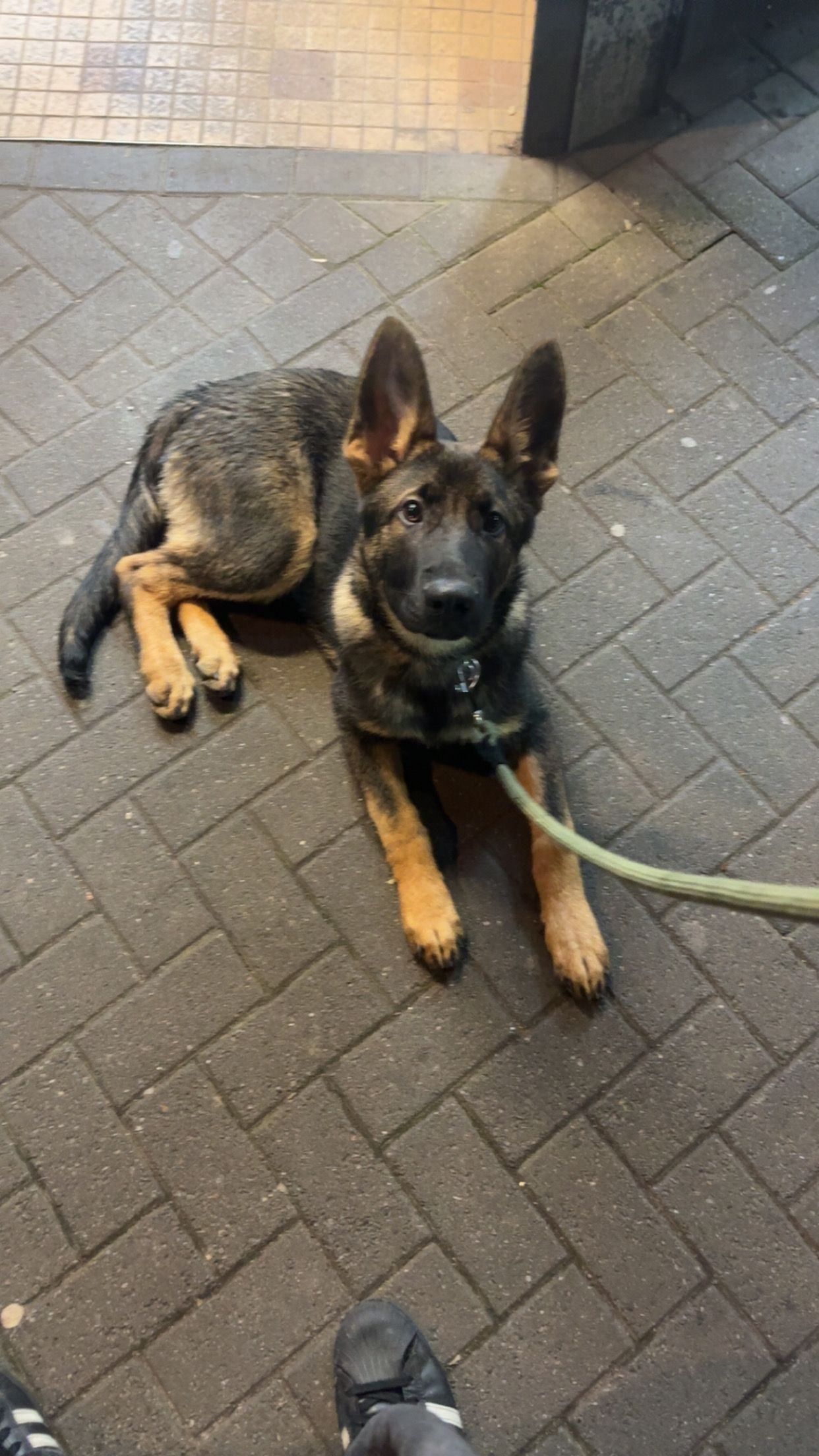 Frisco - Danehurst Avenue, Leicester