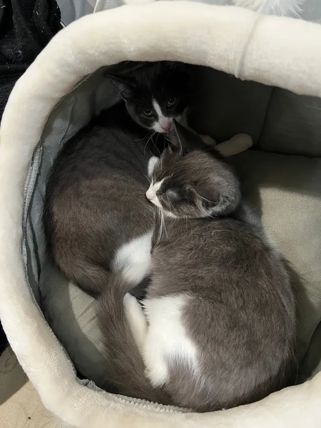 British Shorthair - 5214 Mead St, Dearborn