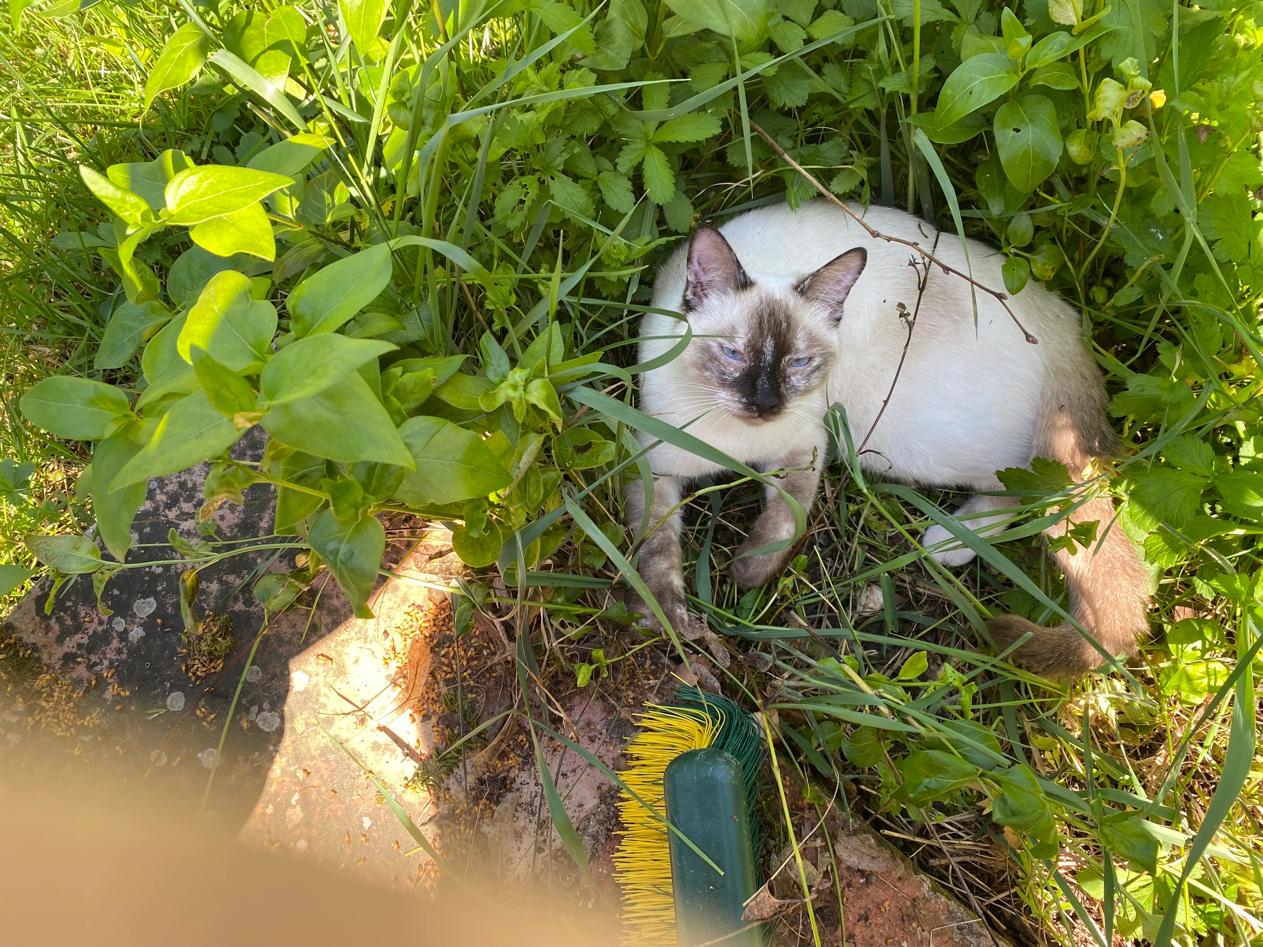 siamois nommé Shougaï - Place Des Tilleuls, Paulhac