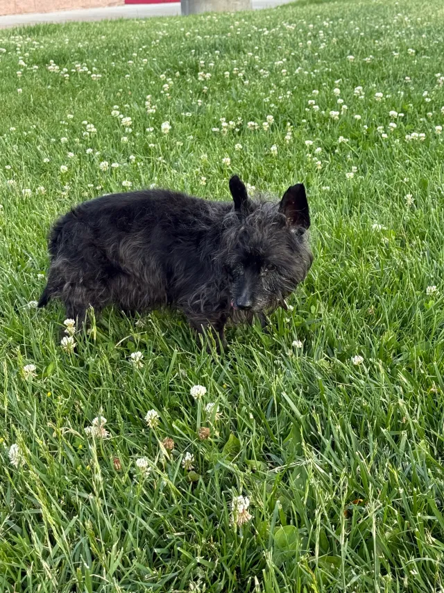 Black Scottish Terrier  - Mount Olympus Way, Millcreek