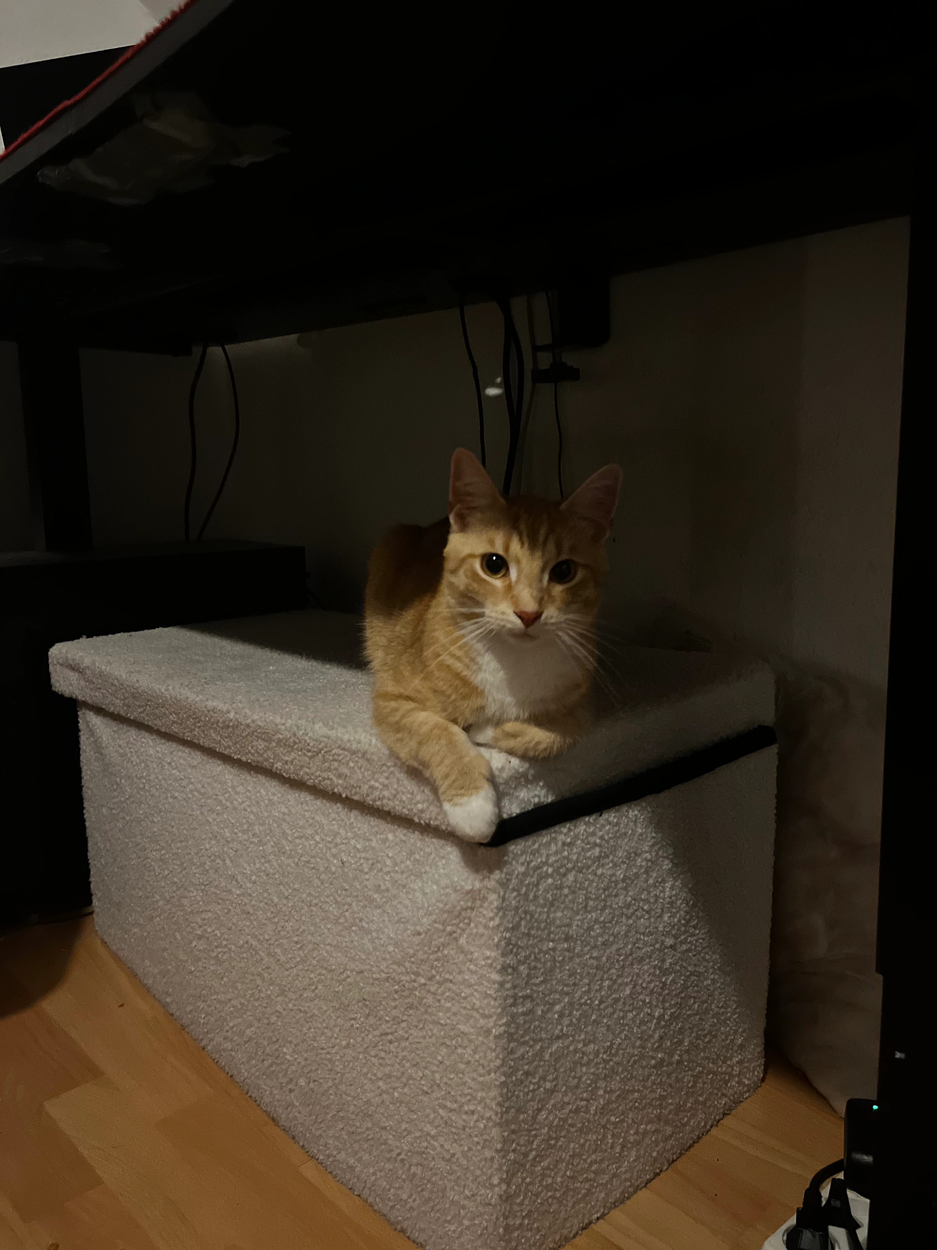 Milly / Walter  - Osterfeuerbergstraße, Bremen