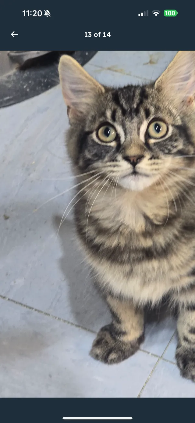 Milo - Ellenborough Road, Sidcup