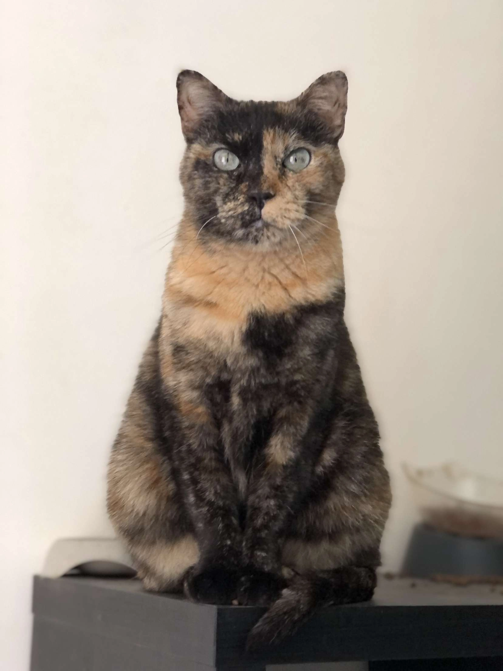 Maïla - Avenue Panas, Roissy-en-Brie