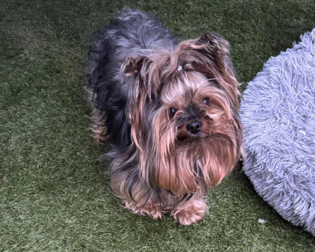 Tyson - Bachelors Avenue, Craigavon