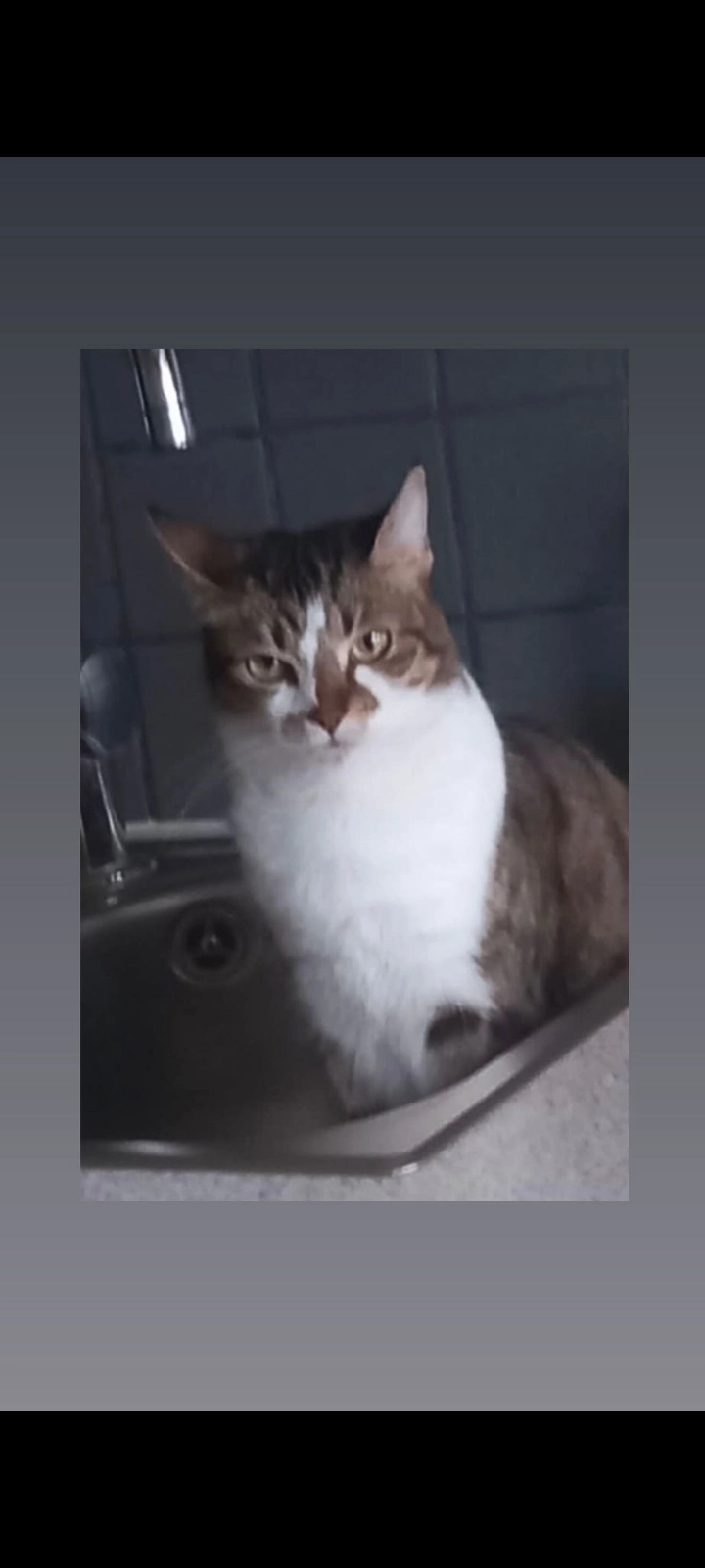 Sushi  - Rue des Mégissiers 35, Anderlecht