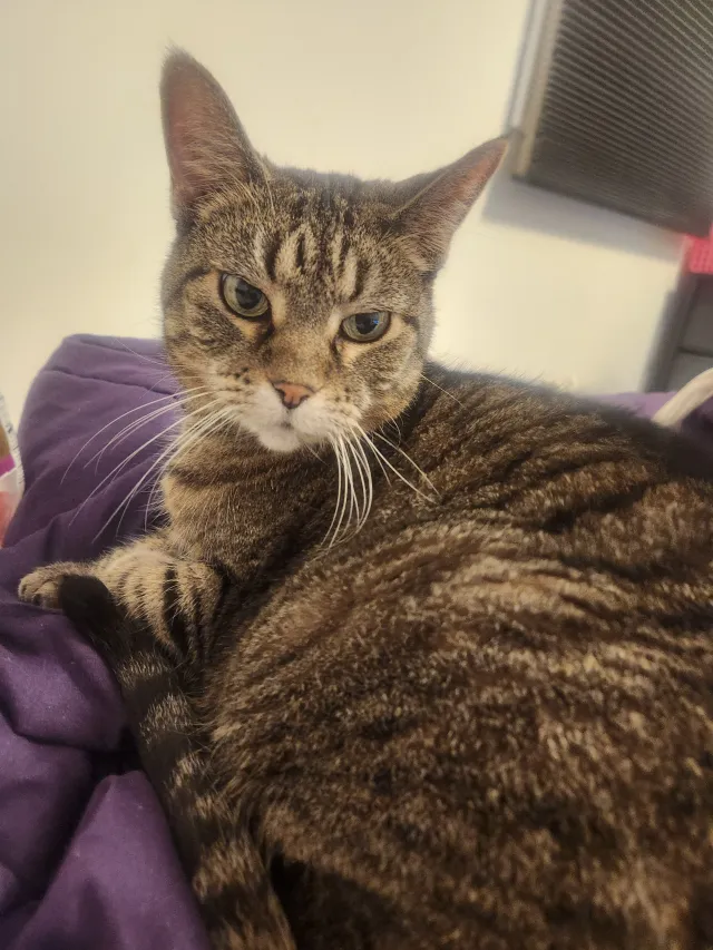 Sweetie - Aimtree Pl, Schaumburg