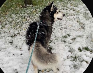Forte - Rue De L'orme Benoît, Tremblay-en-France