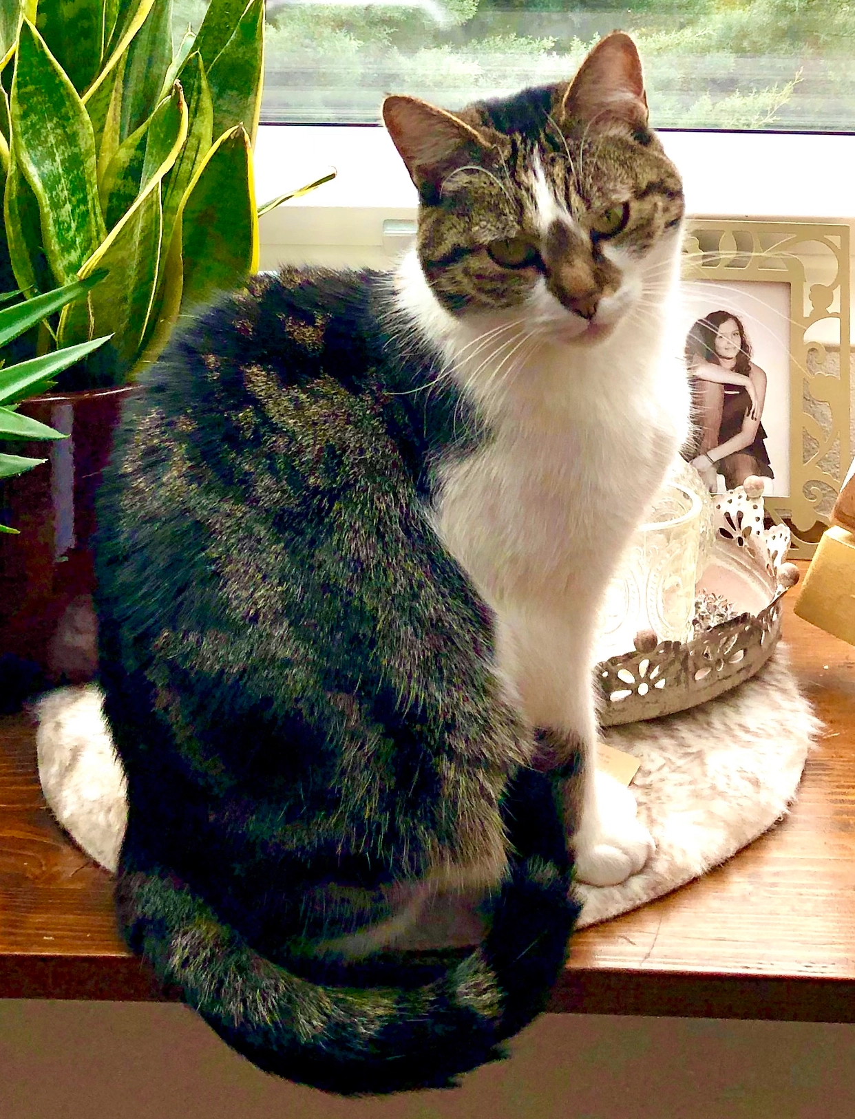 Molly - Westliche Ringstraße, Ettenheim