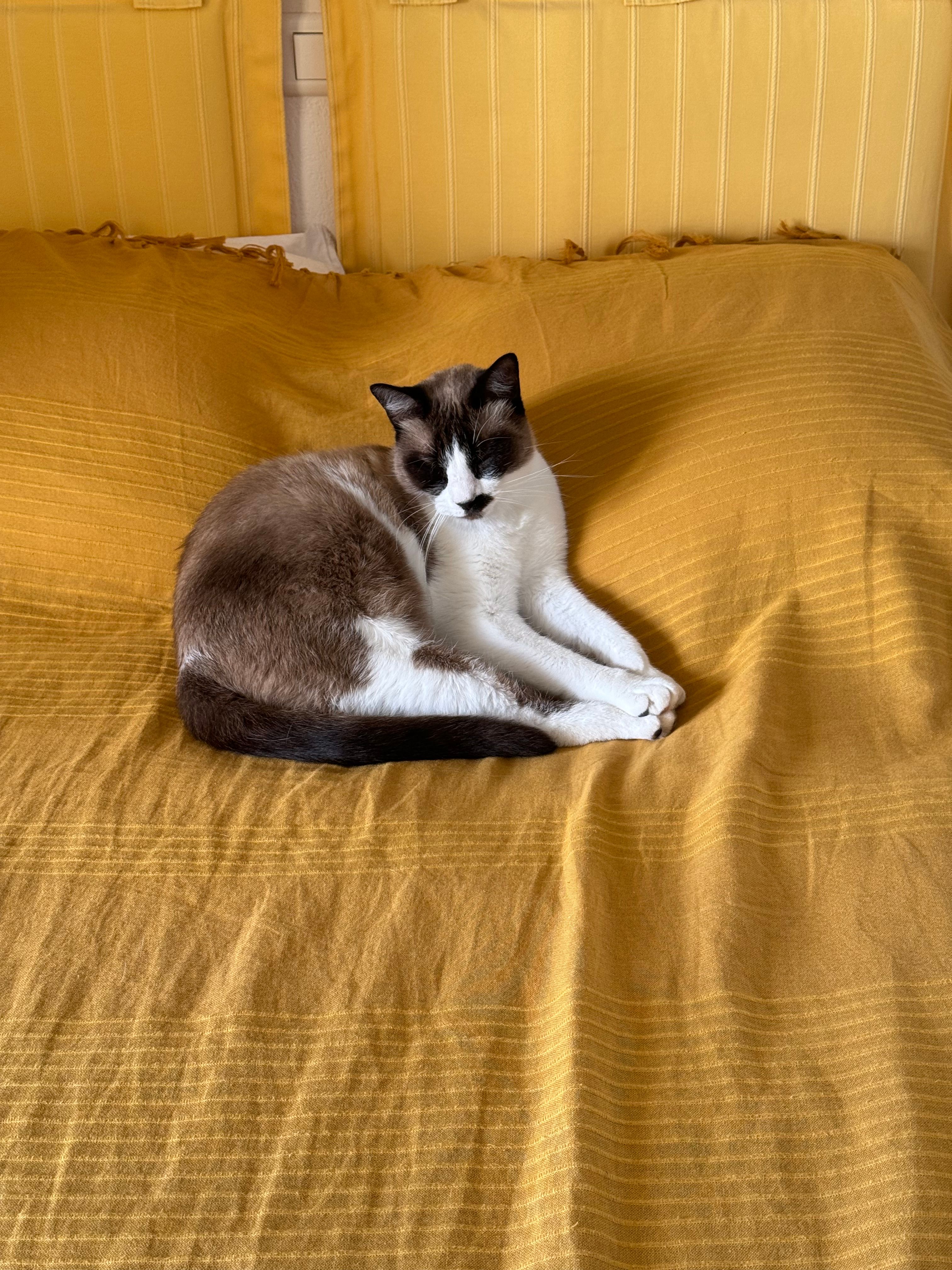 Onyx - Avenue Pierre Rameil, Cavalaire-sur-Mer