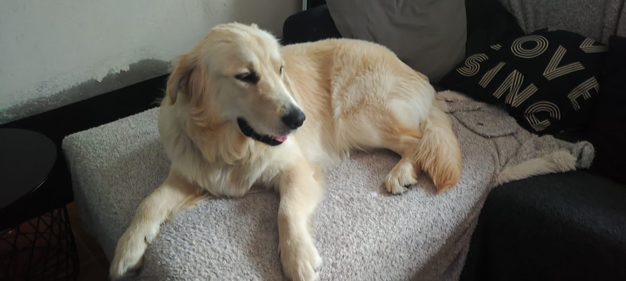 Draco - Rua Joaquim Domingues Maia, Nogueira da Regedoura