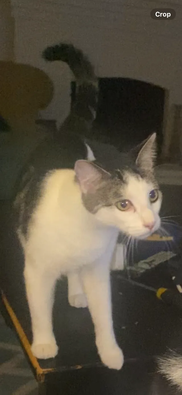 Milo - 18161 Larkstone Dr, Santa Ana
