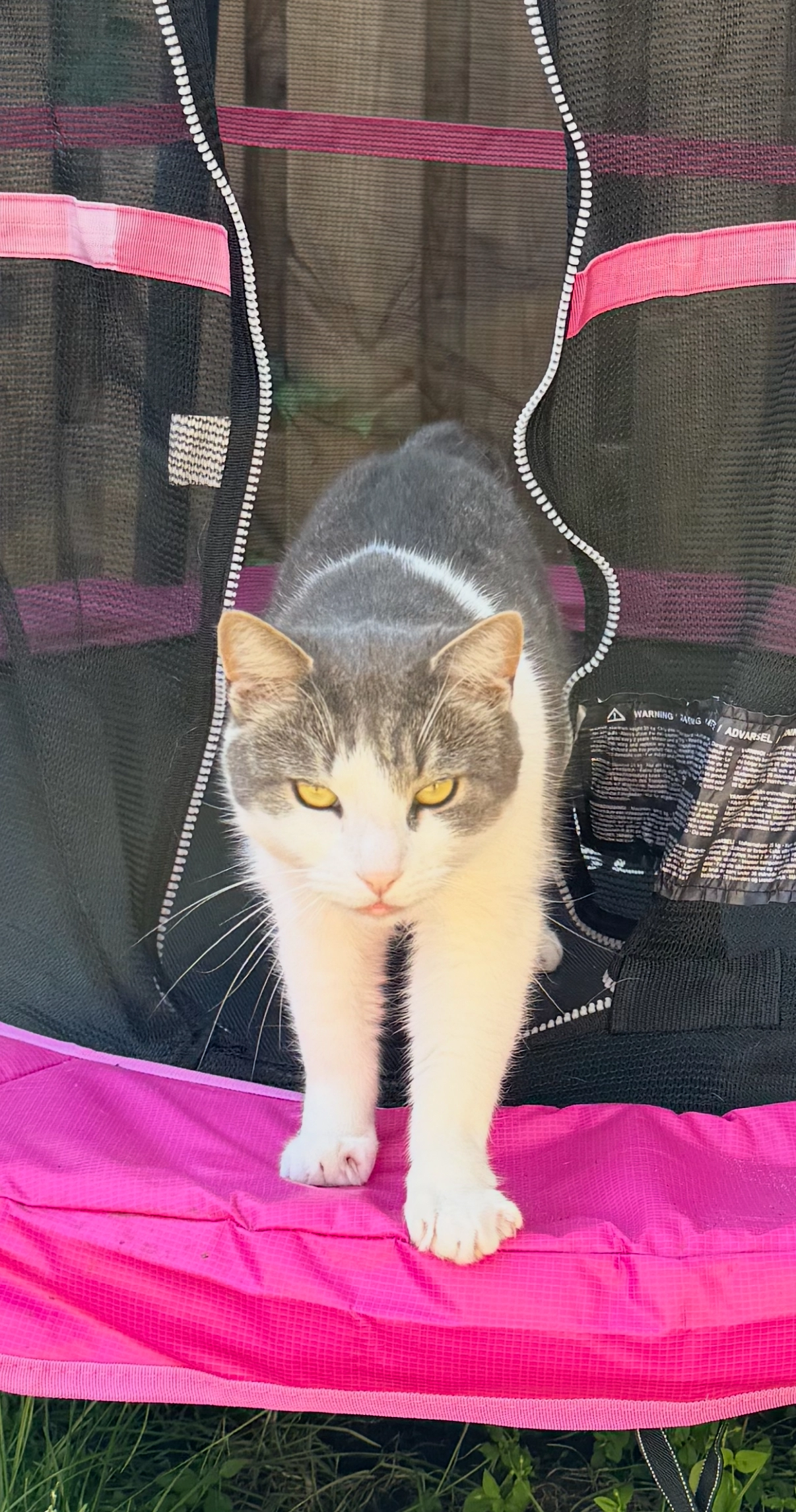 Deku - Eikelenbergstraat, Alkmaar