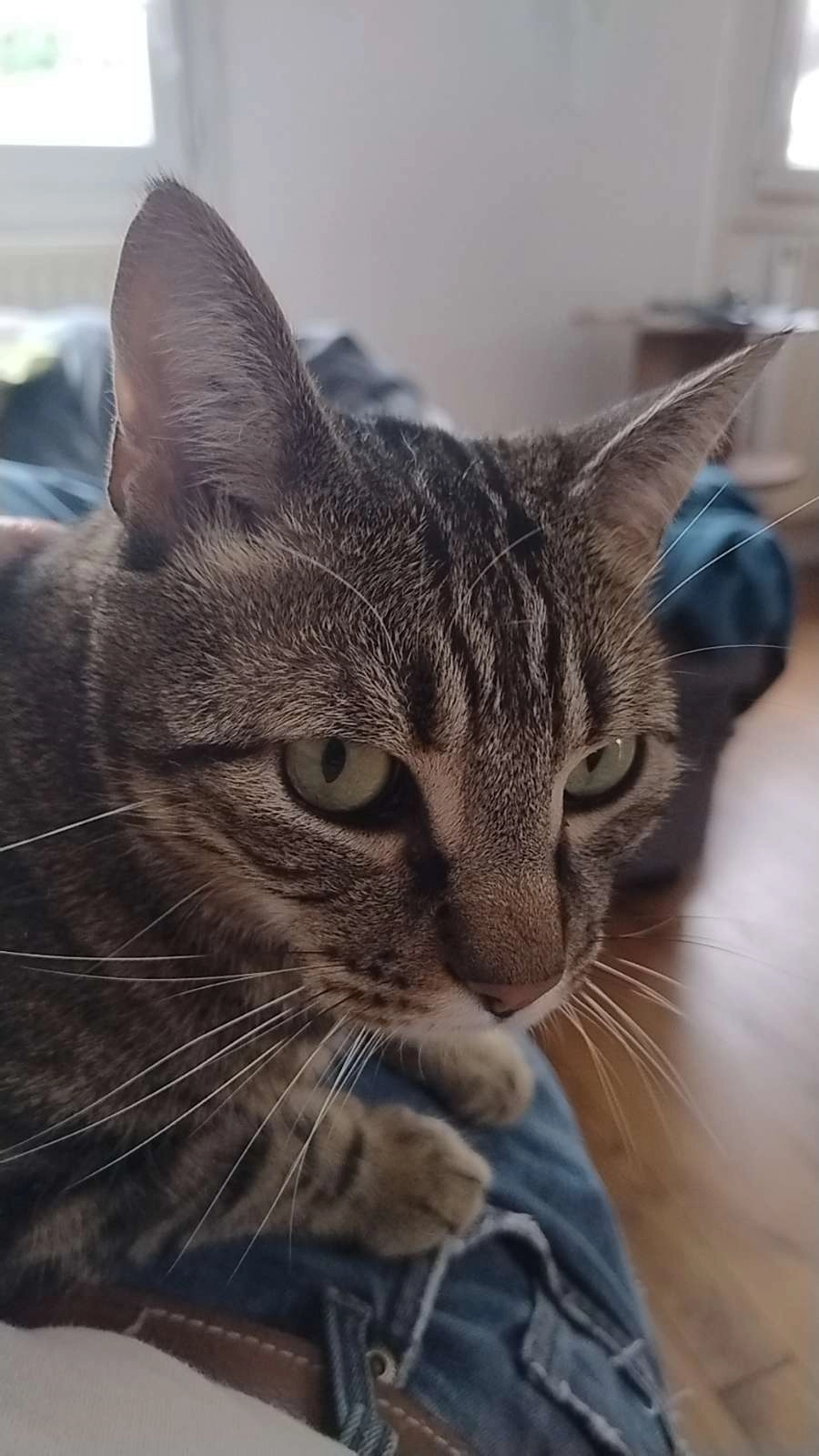 Pablo  - 42 Rue de l'Orme, Flins-sur-Seine