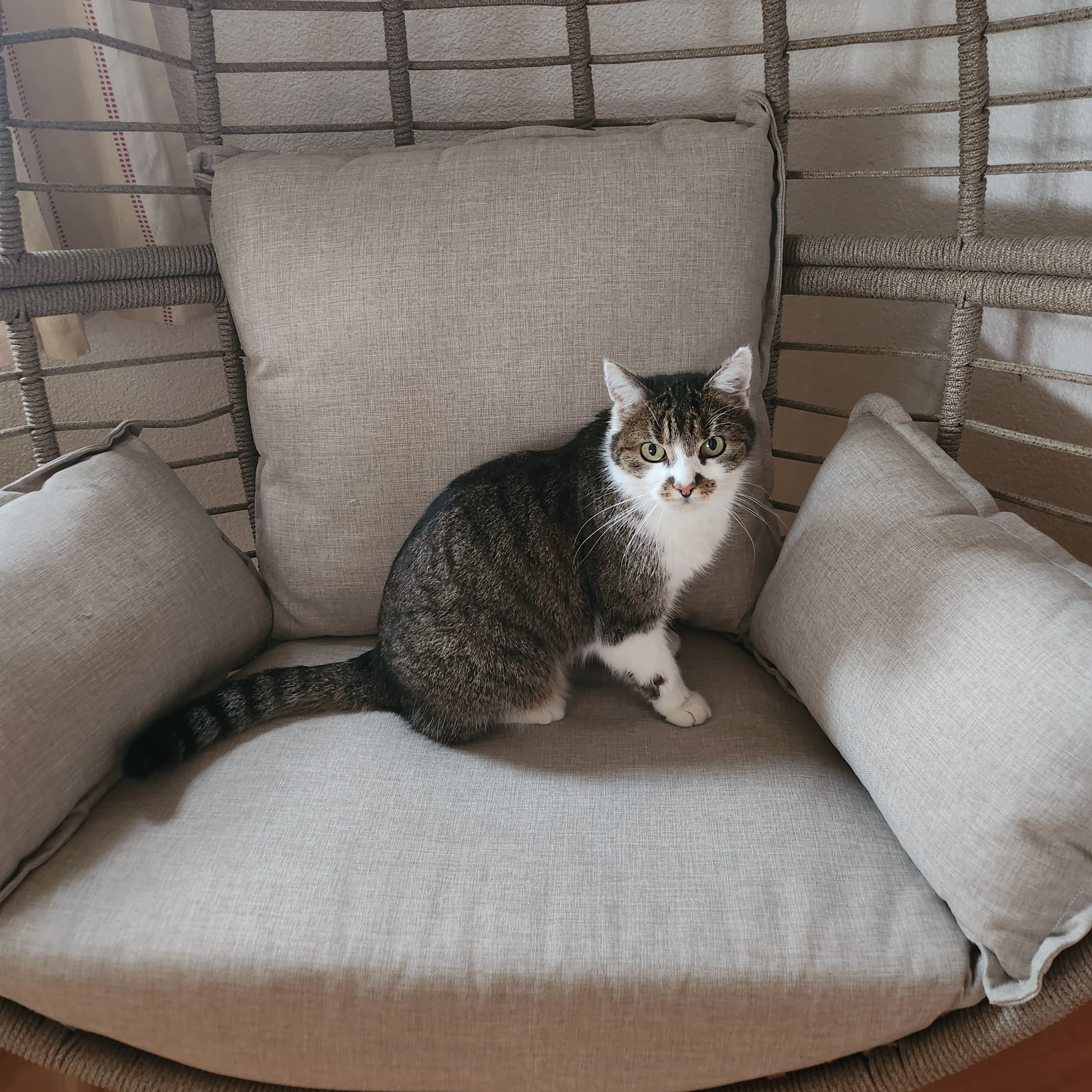 Nicki  - 01454, Wachau