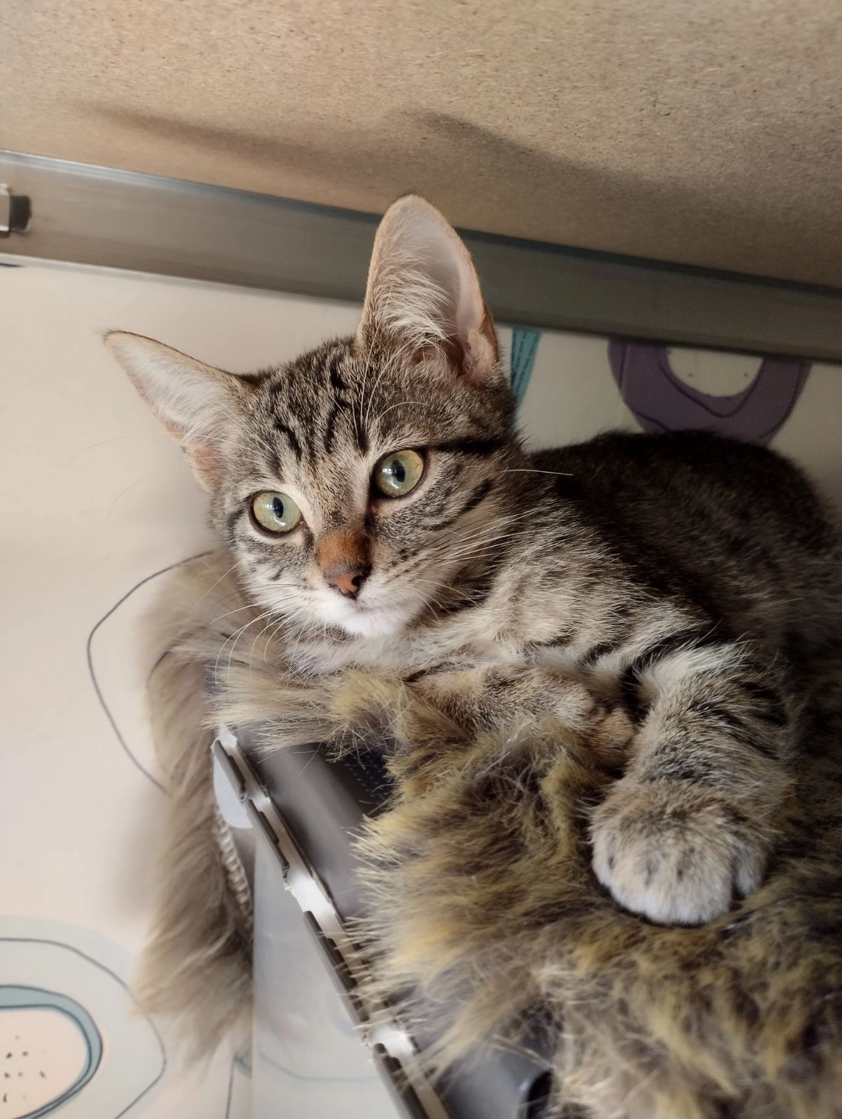 Jimmy - Allée de l'Eissame, Salon-de-Provence