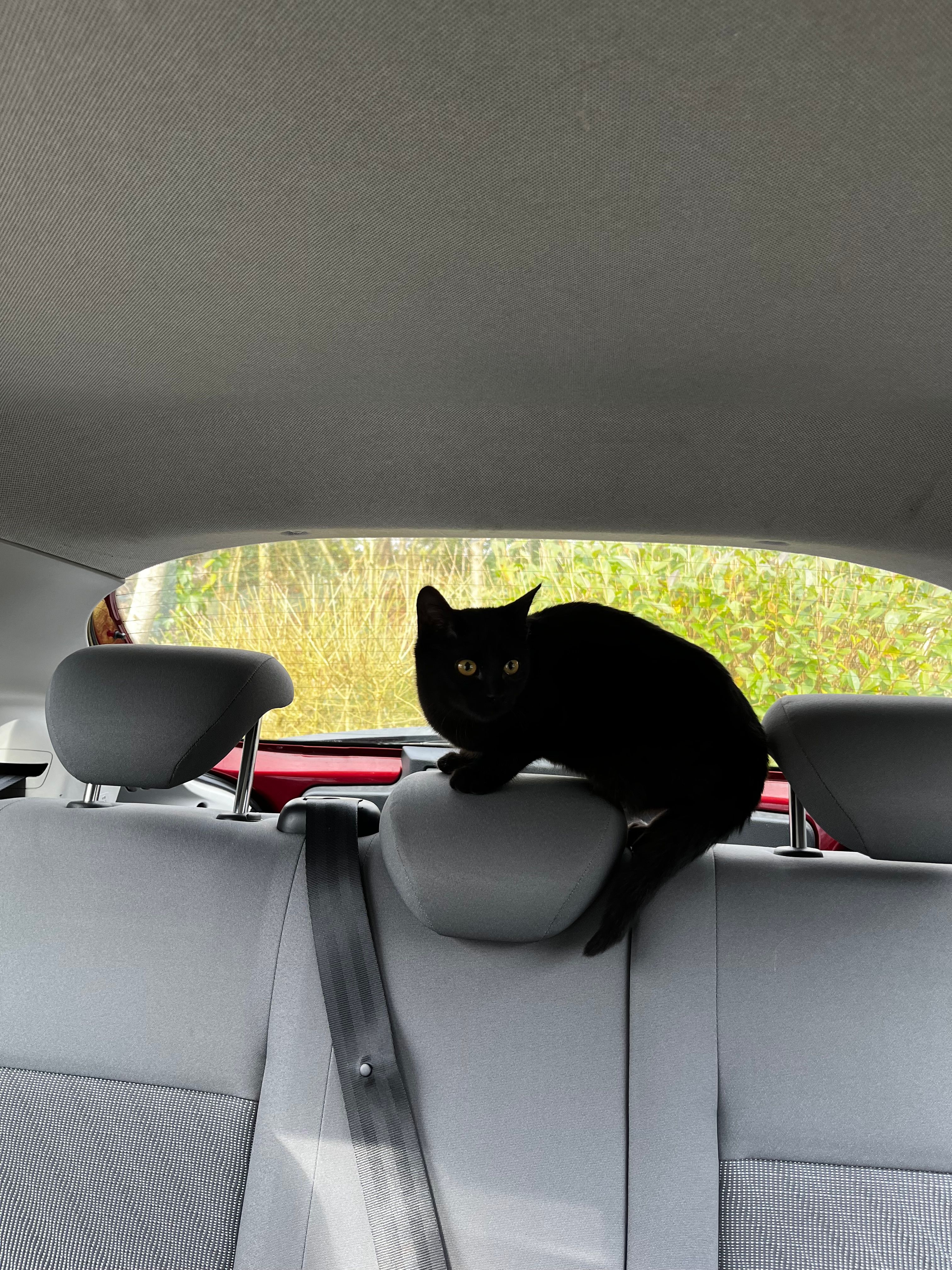 Delie - 6 Ruelle des Quatre Pavillons, Laval