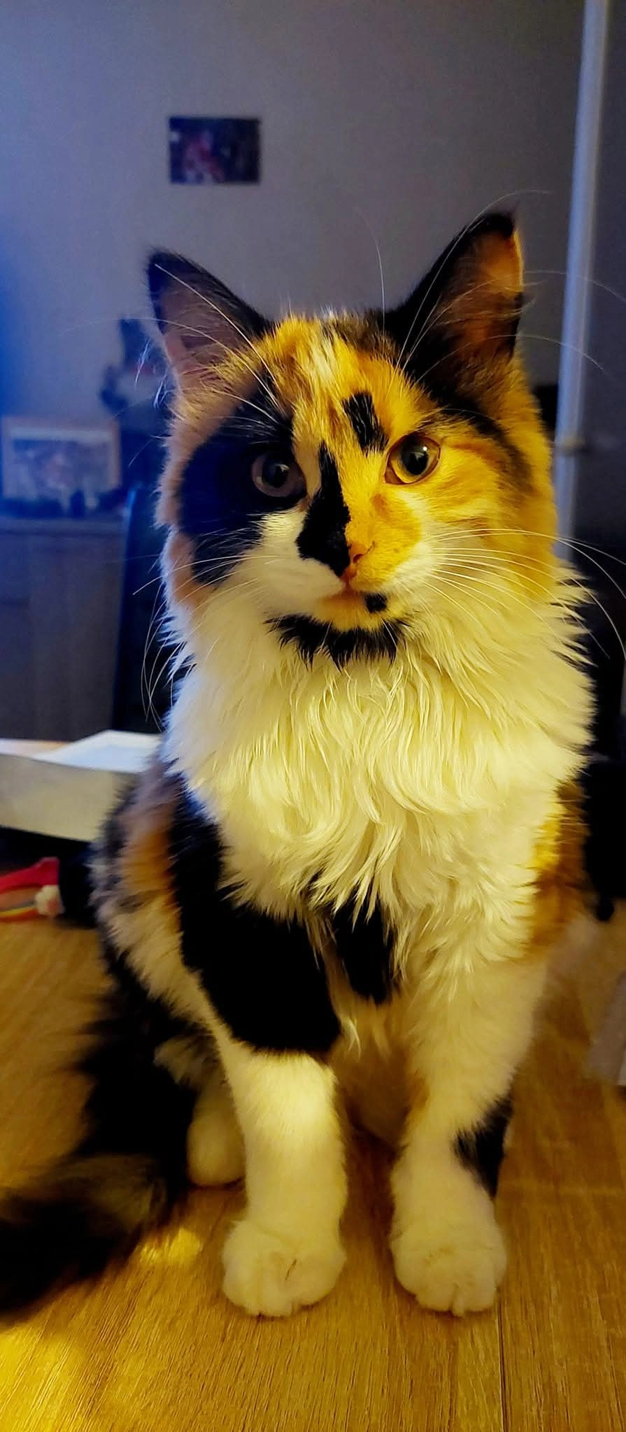 Sassy mais elle repond au nimamou - 23 Chemin des Clapasses, Mende