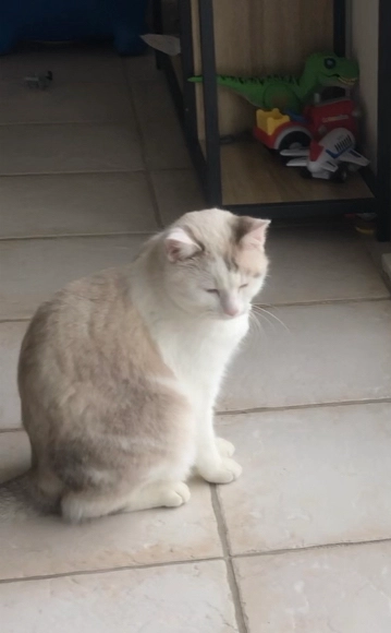 Missing Cat - Rue Du Pic Du Midi D'ossau, Monein