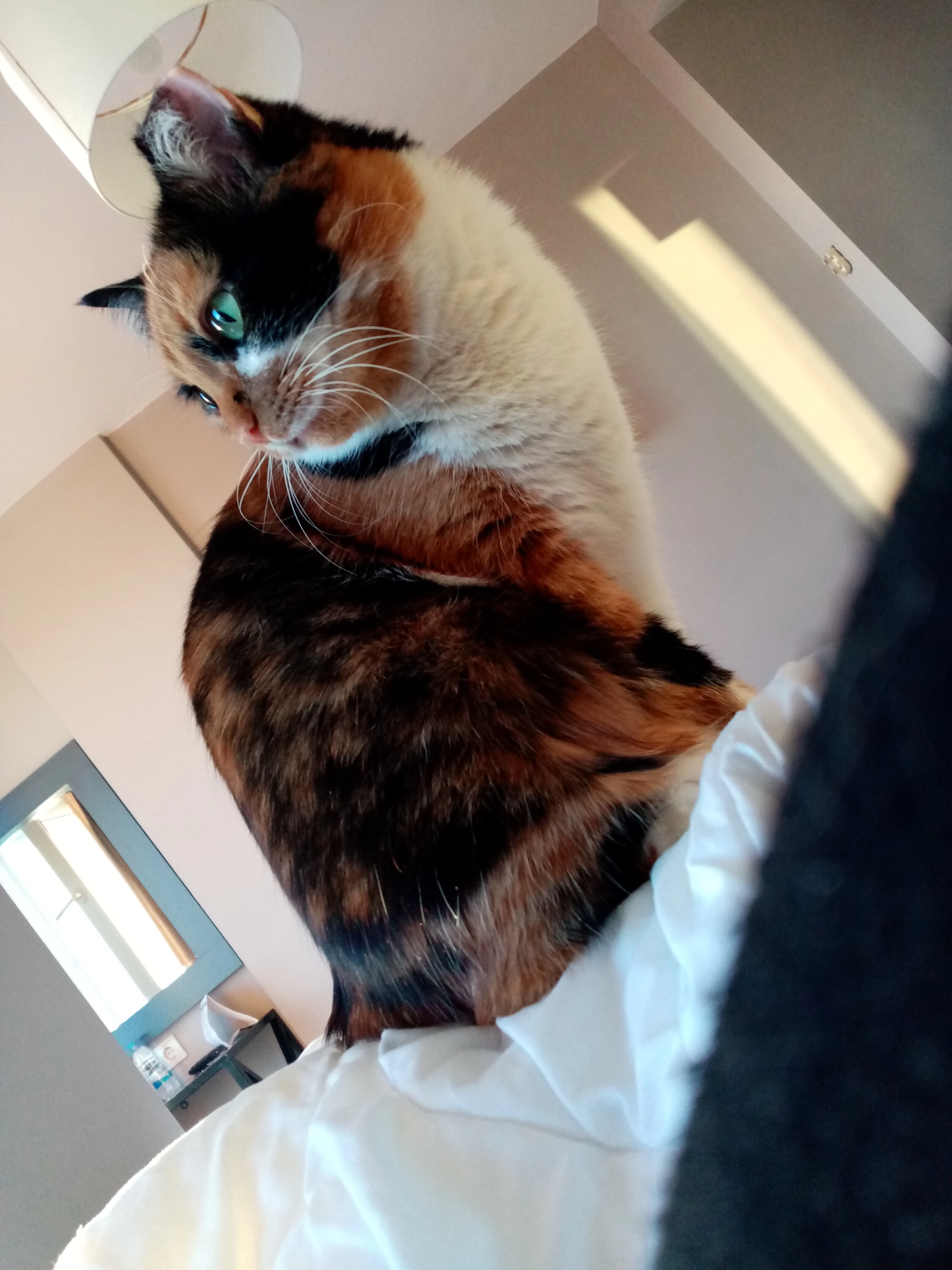 Can reply to different  - Yeşilvadi Caddesi, Çankaya