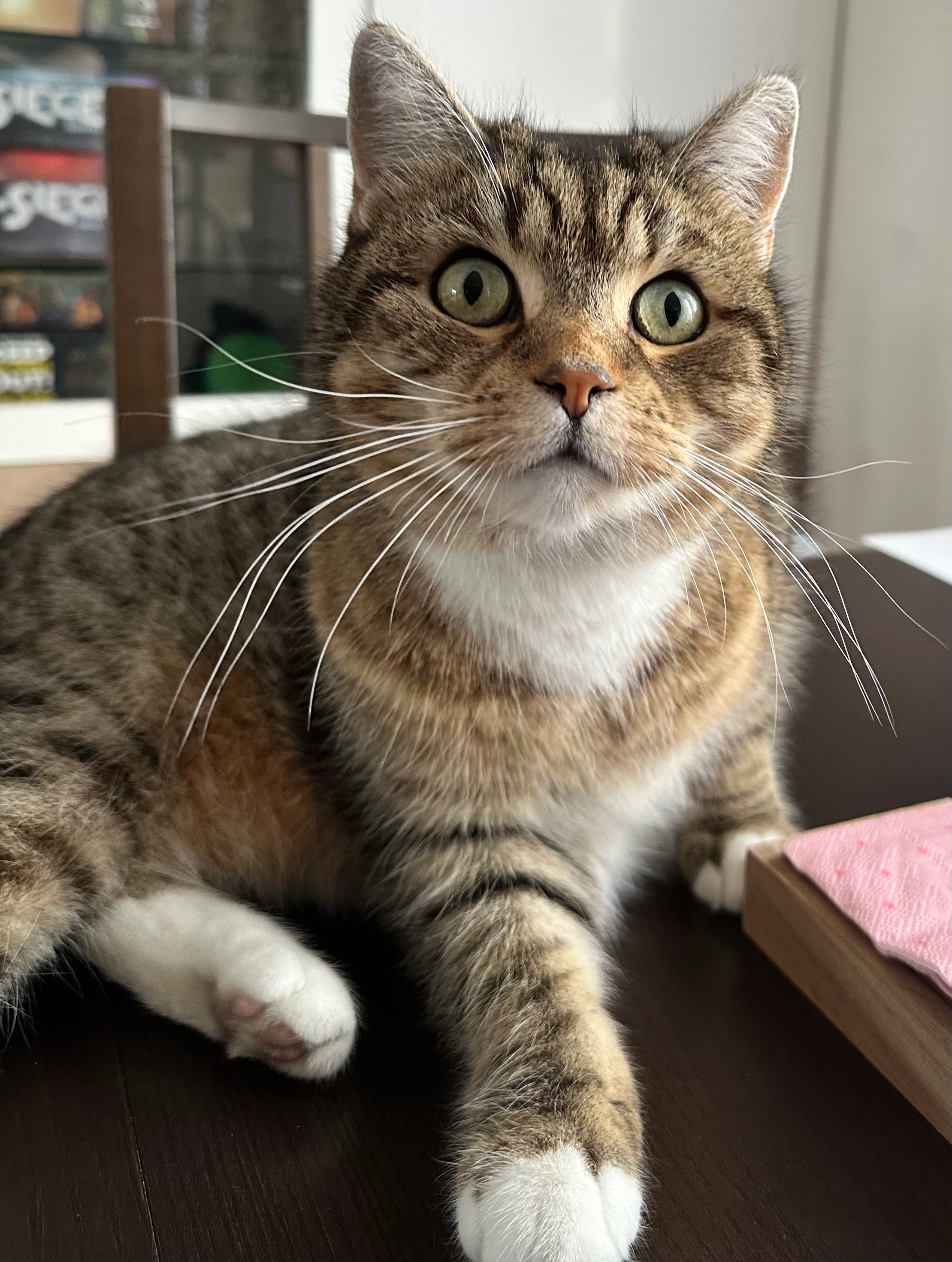 Phoebe - Hubertusstraße, Bergheim