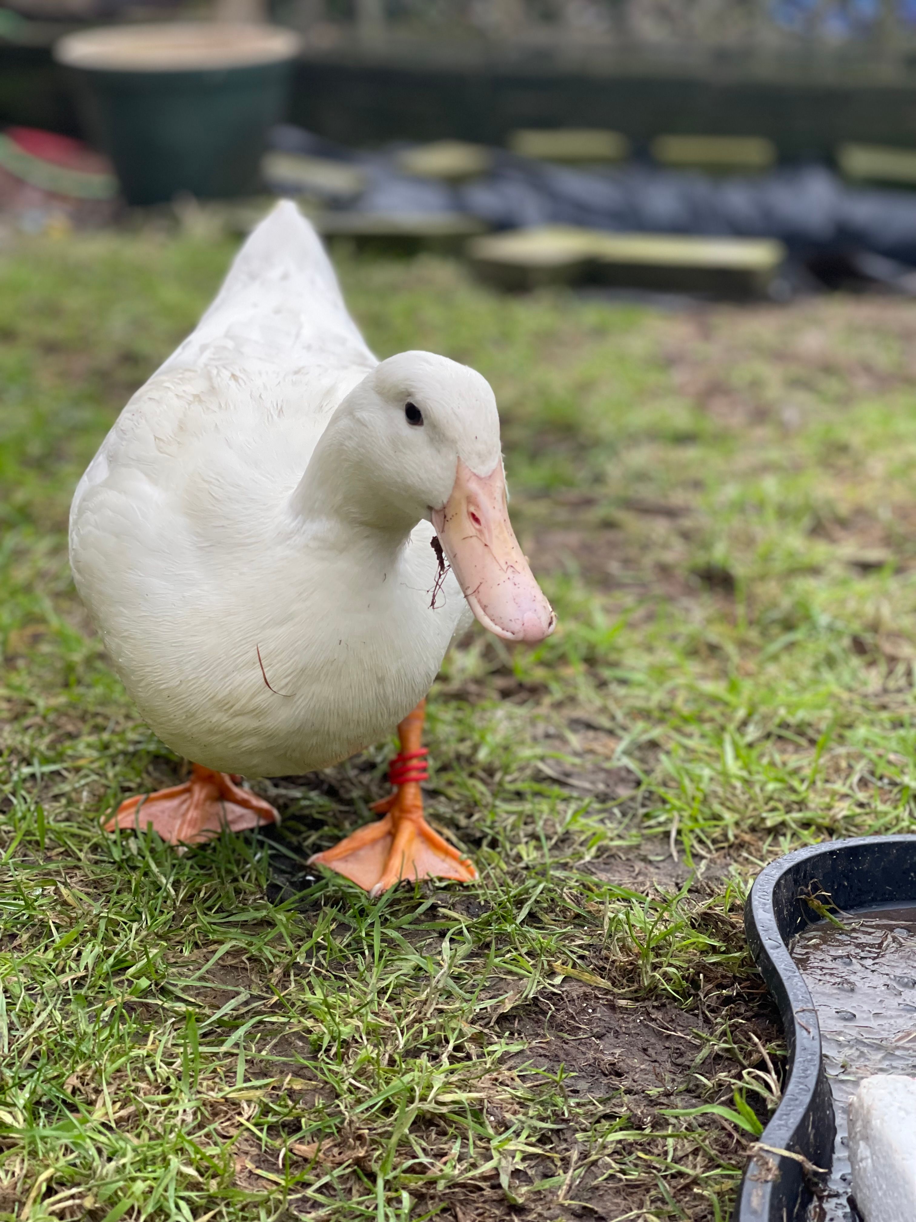 Gwen - Clyde Terrace, Ardrossan
