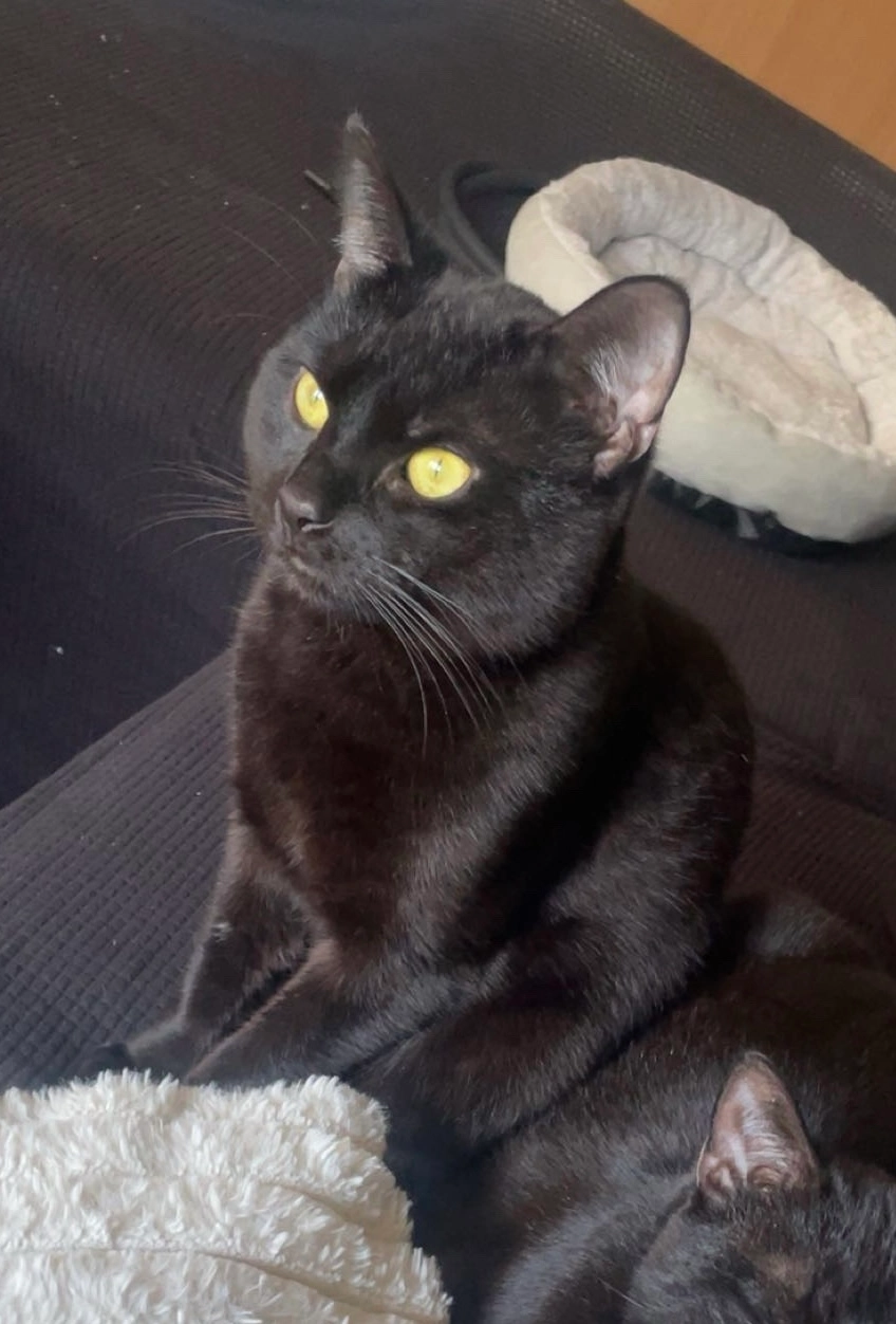 Kleiner Mietz  - Bahnhofstraße 14C, Großengottern