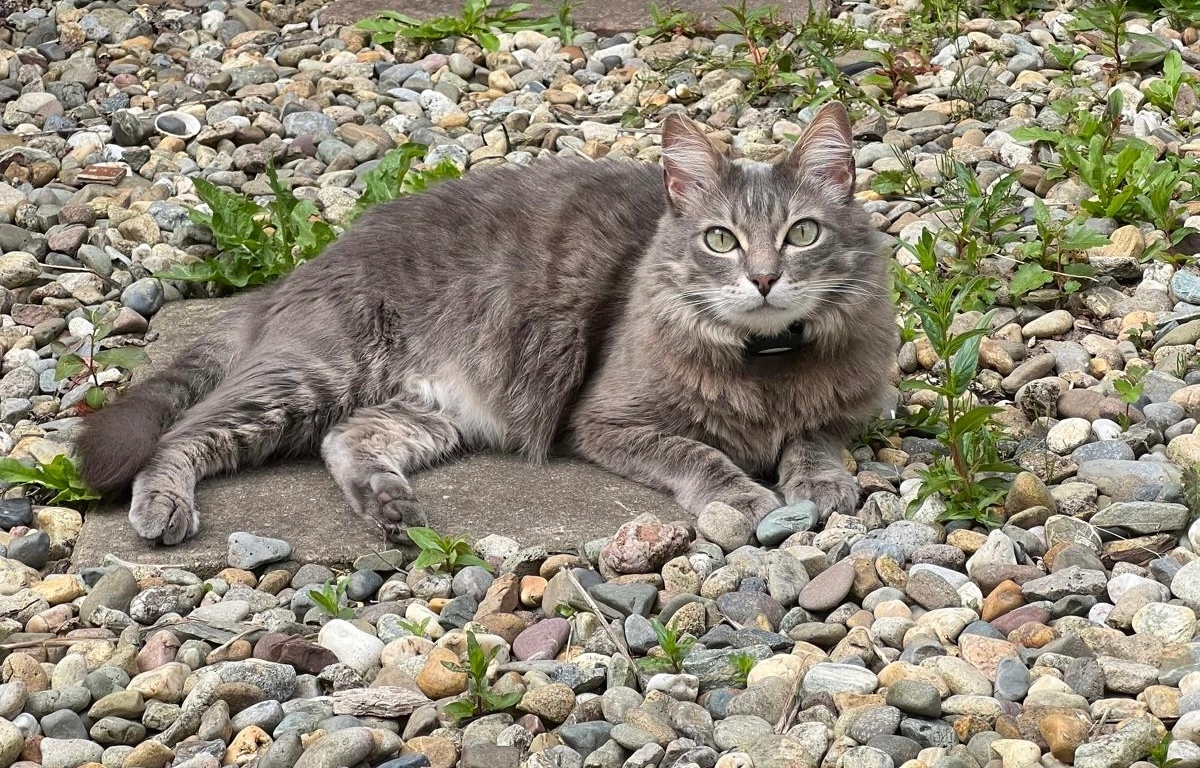Elvis - Castle Park, Galway