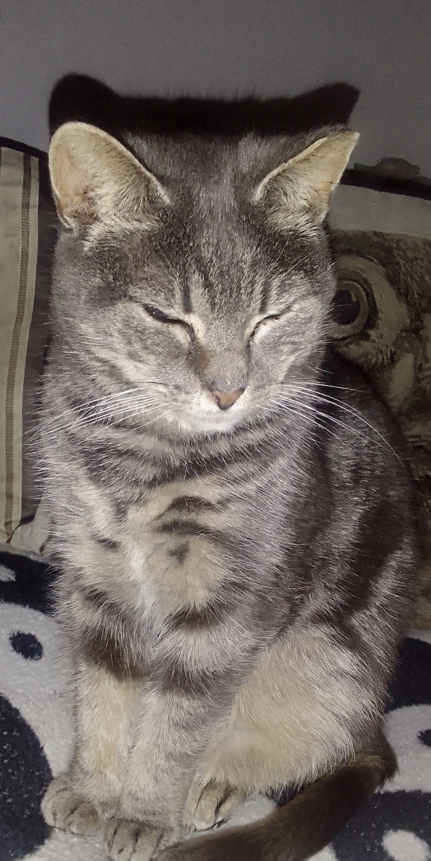 Silvo - Dargan Drive, DΓΊn Laoghaire