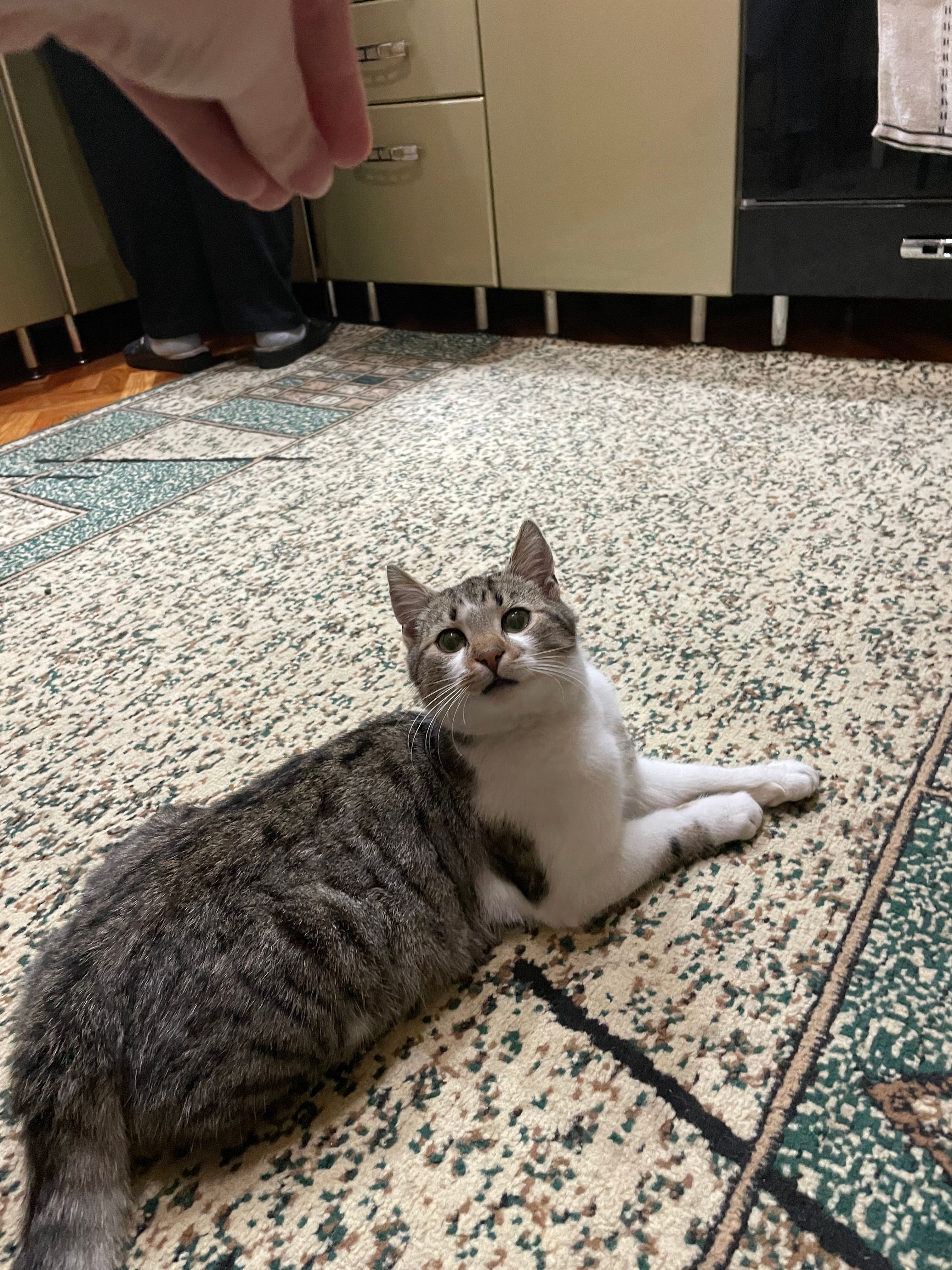 Denis - Bulevardul Mircea Cel Bătrân, Chișinău