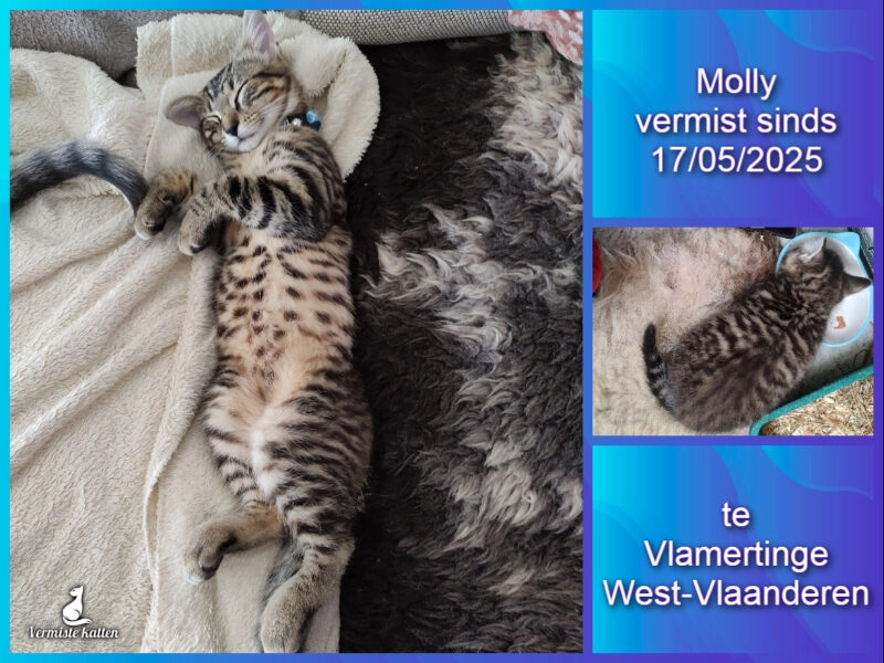 Molly - Steenputstraat, Ieper