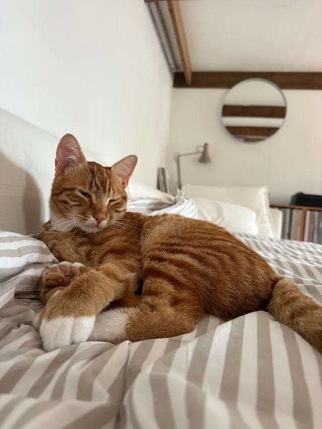 Ernie - Maes Baclaw, Conwy