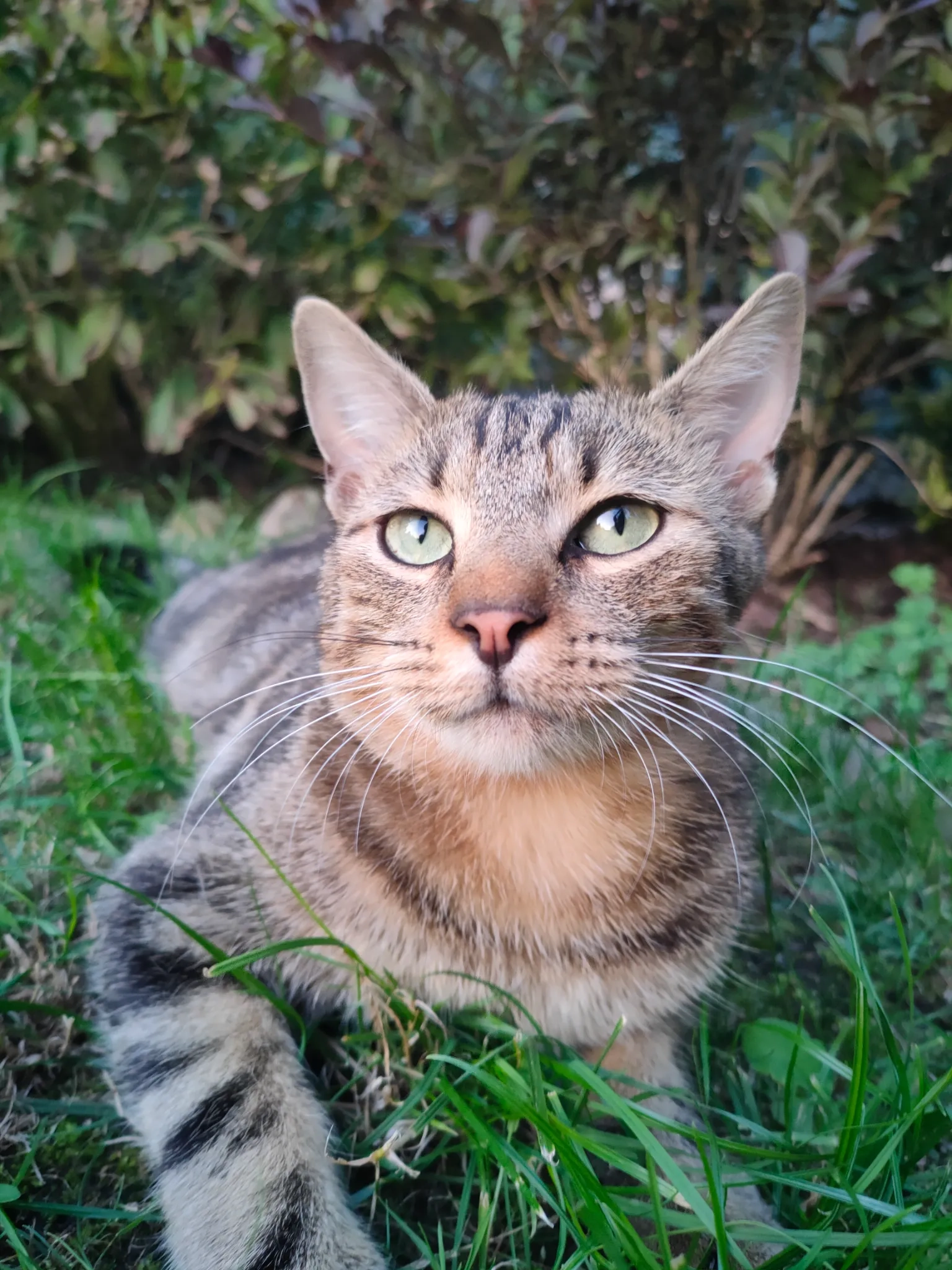 I found a cat - Rue des Aubépines, Luxembourg