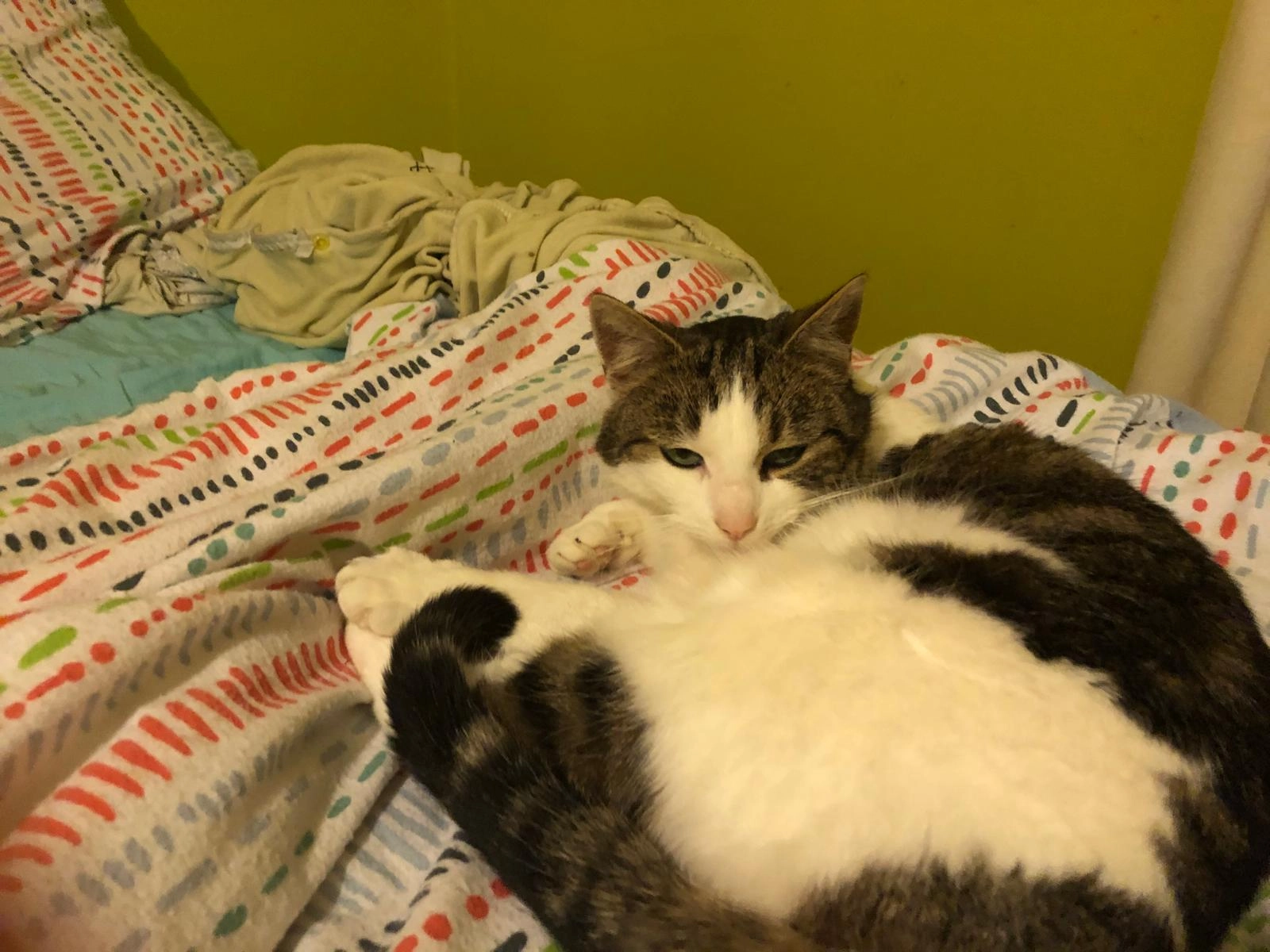 Toto - Hopstraat, Willebroek