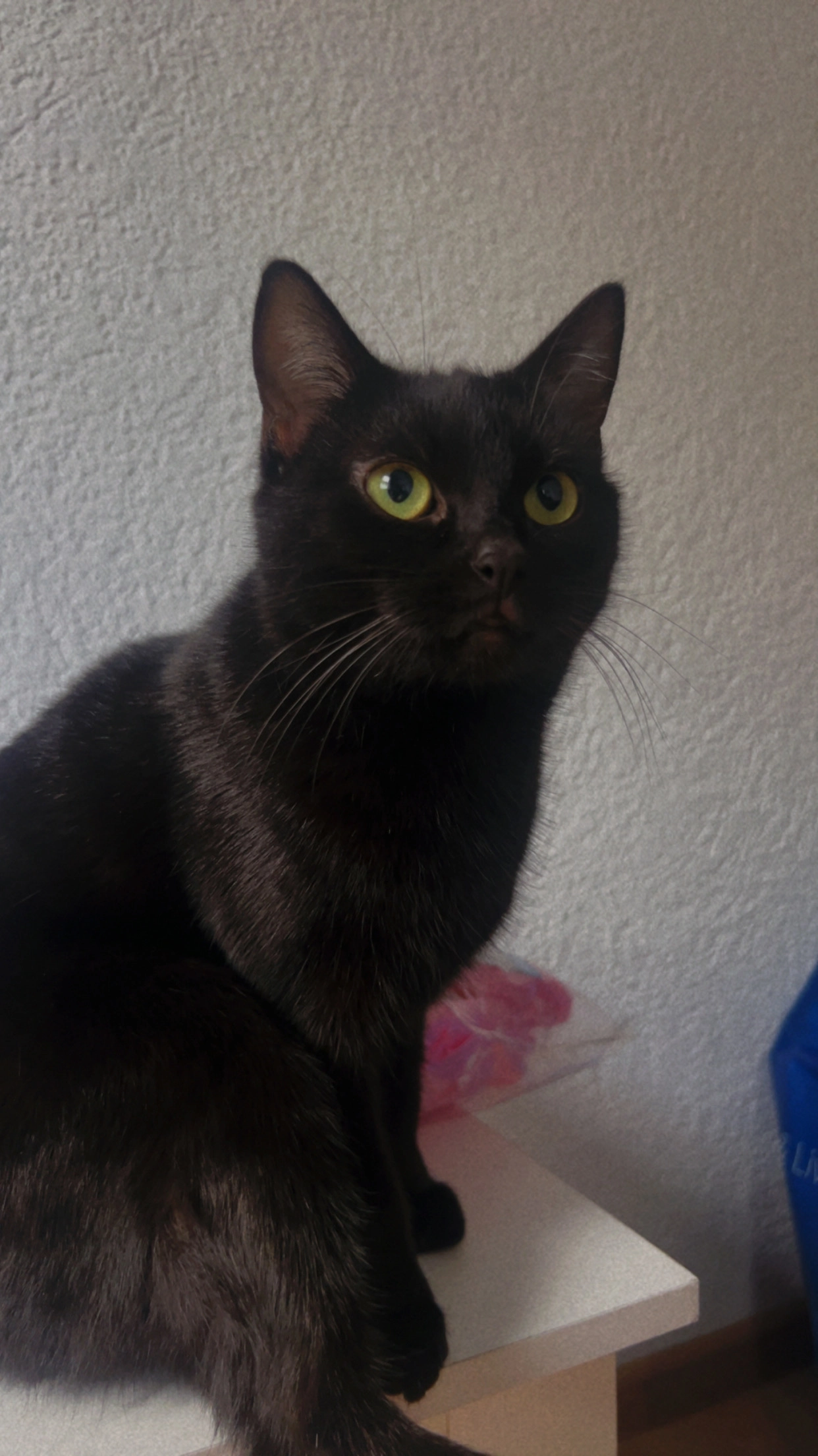 Vena - Steinweg, Neustadt bei Coburg