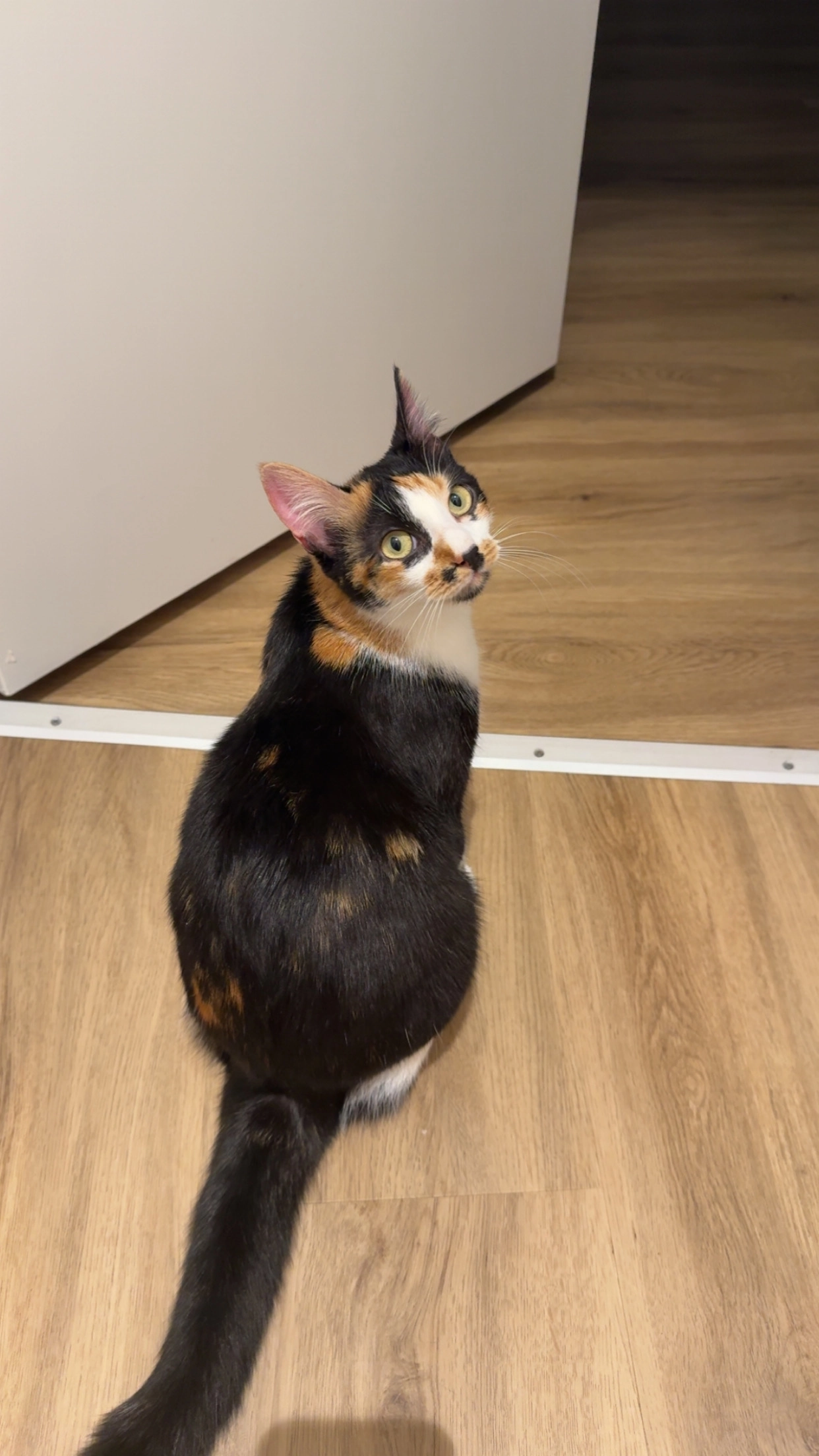 Stella - 32 Rue des Halles, Doué-en-Anjou