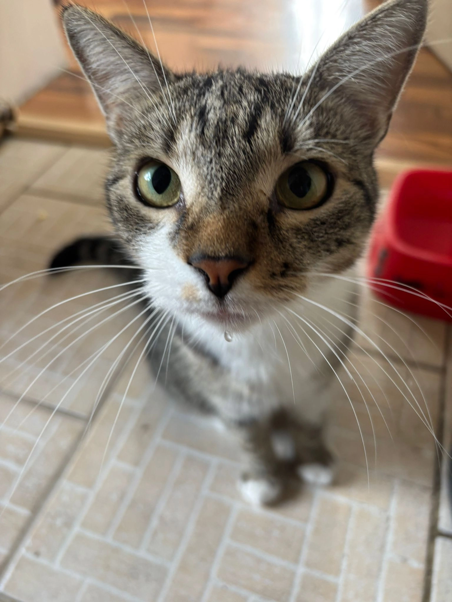 Garfield - Wiesenweg, Neulengbach