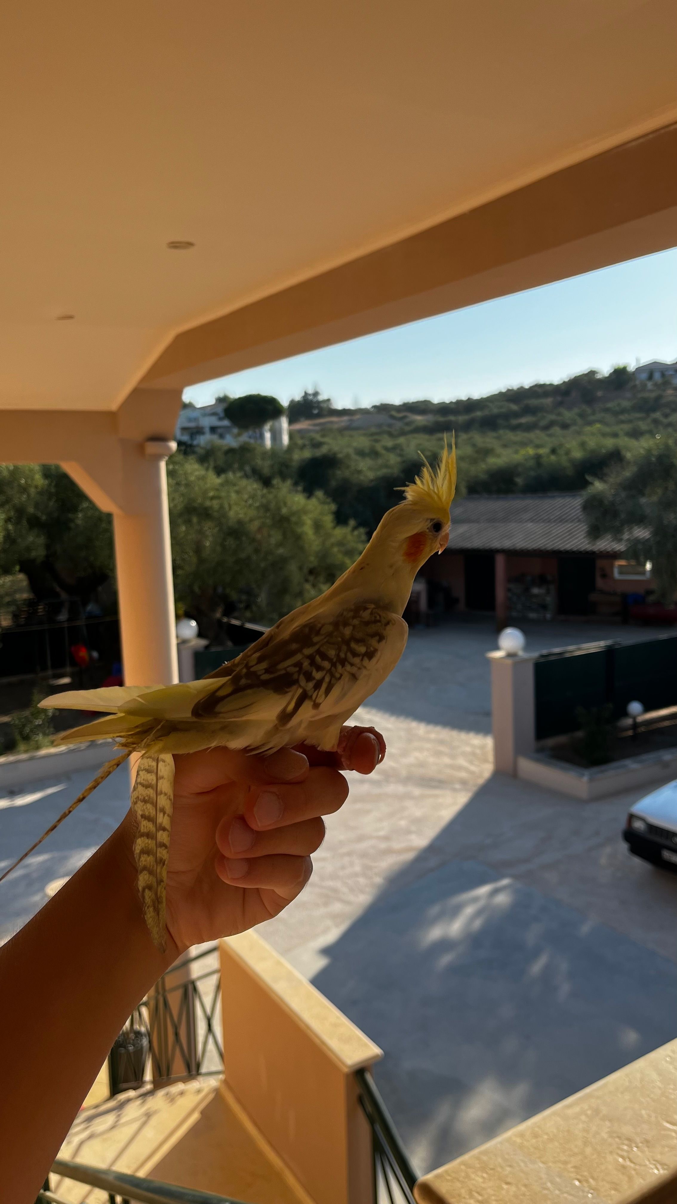 Nugget - Τσιβιλή - Κάτω Γερακάρι, Tragaki