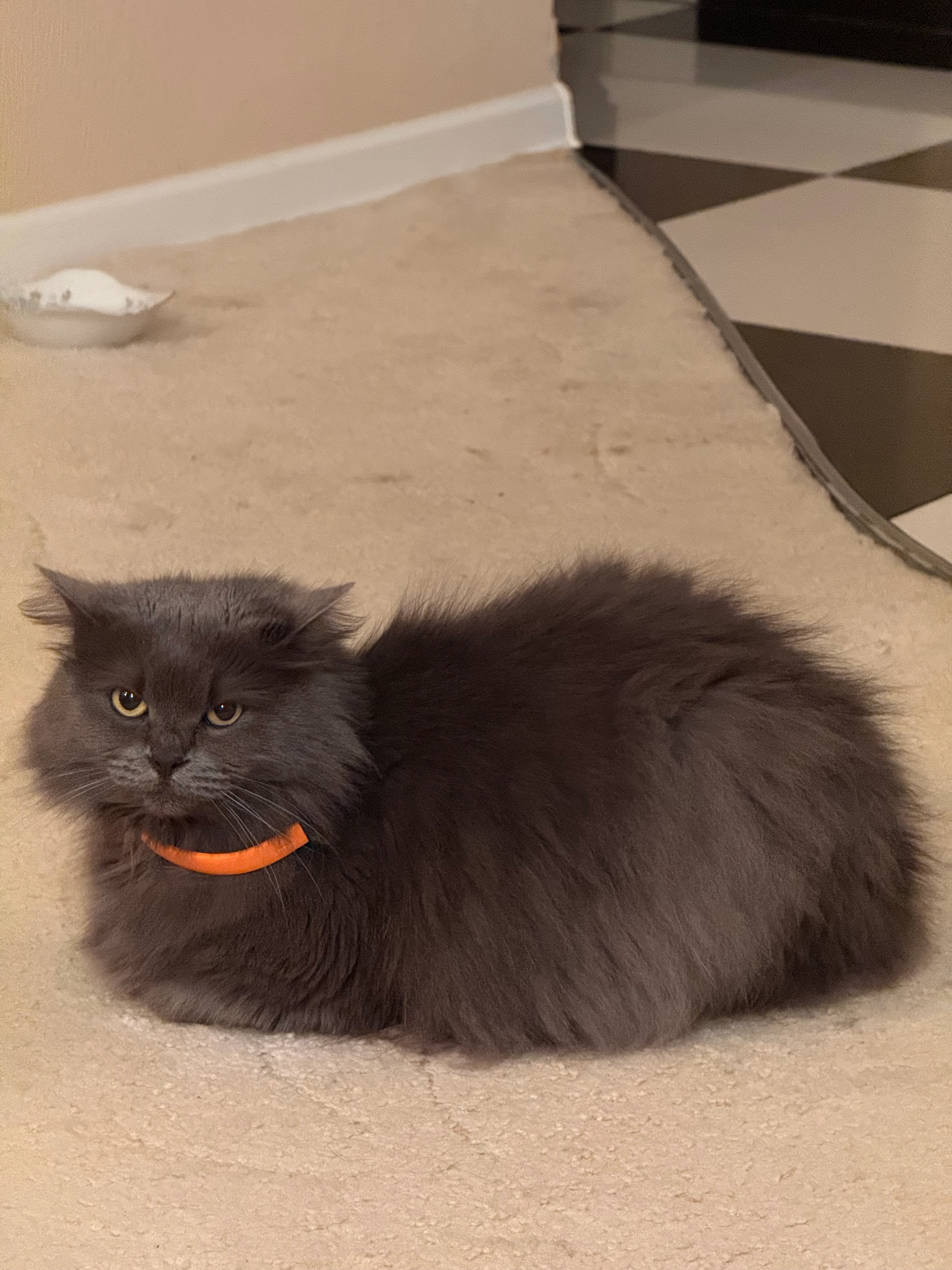 Bonnie - Via Tritonalia, Serravalle