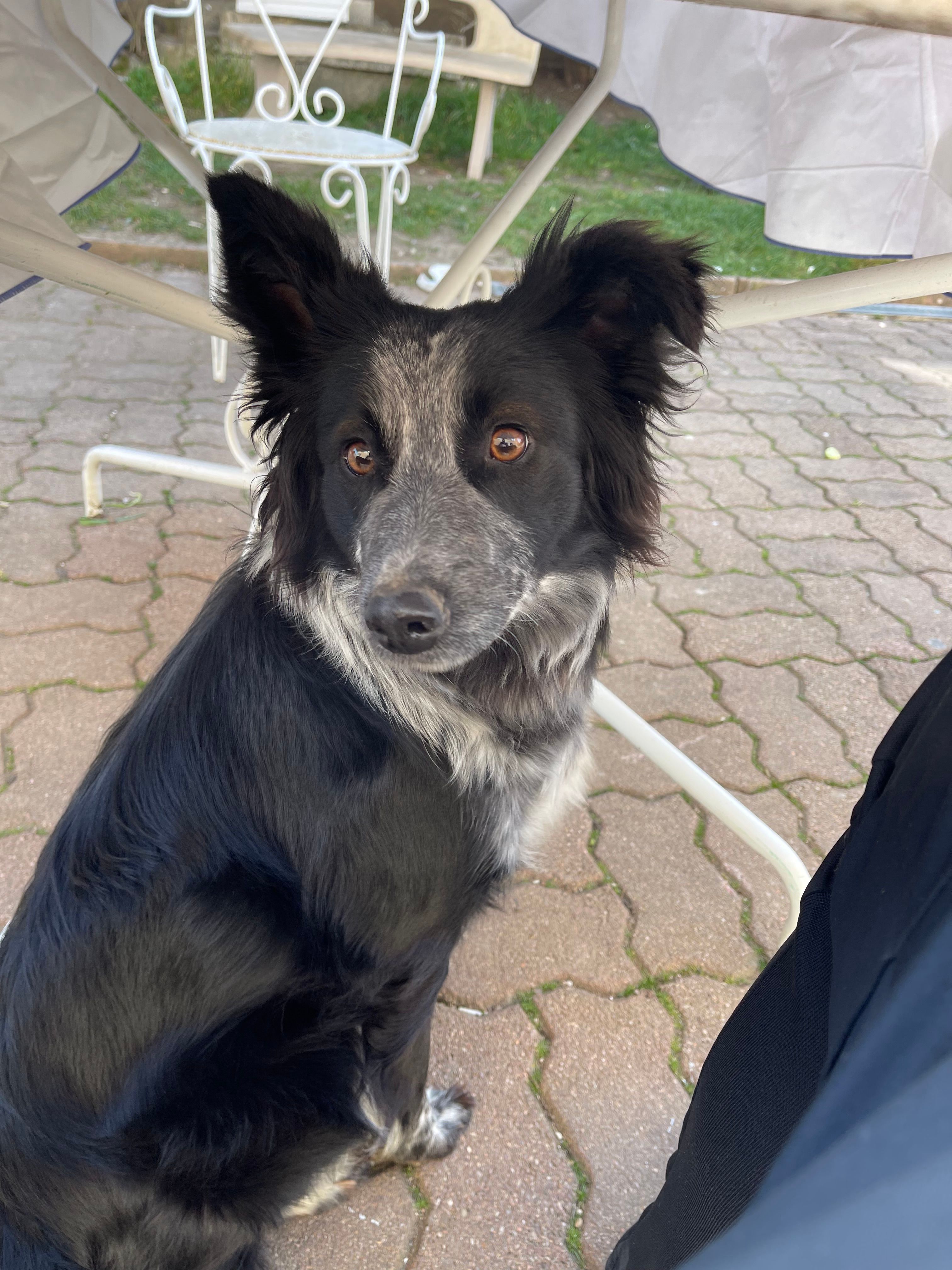 Roxy - Joigny, Châtenay